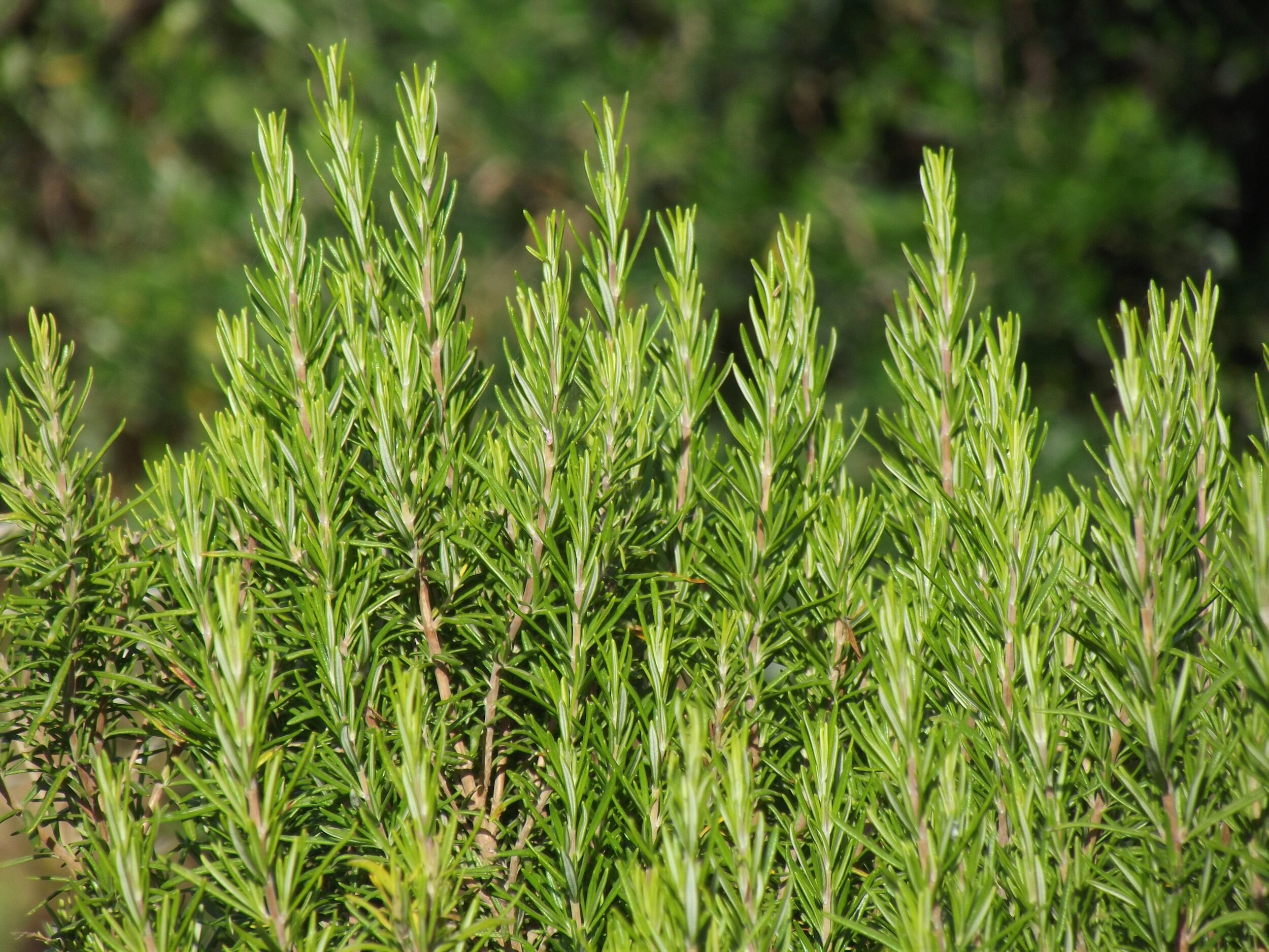 Rosemary Companion Plants: Enhancing Your Garden's Health — Meadowlark  Journal