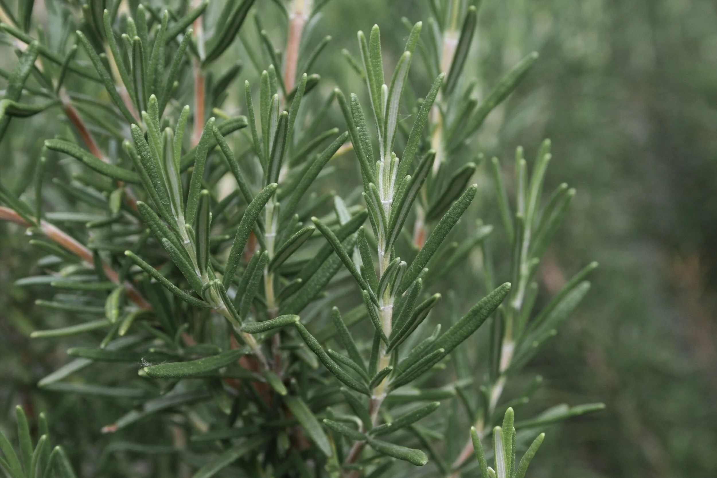 Rosemary Companion Plants Enhancing Your Garden's Health — Meadowlark