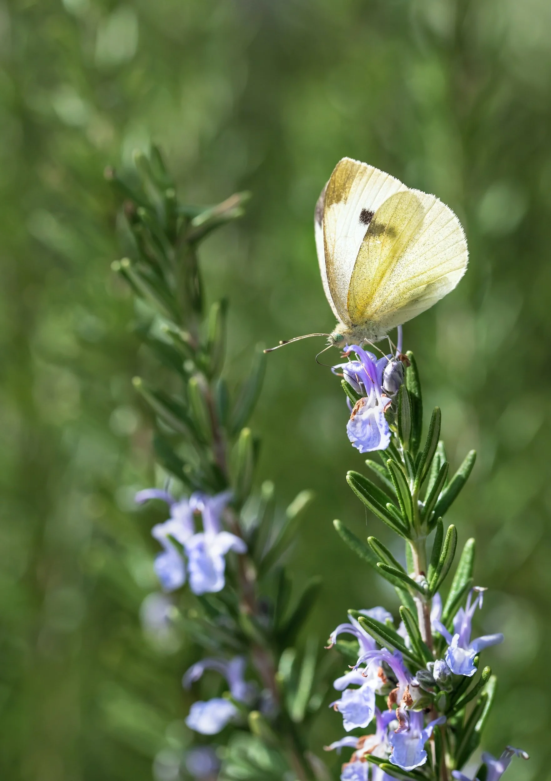 Rosemary Companion Plants Enhancing Your Garden's Health — Meadowlark