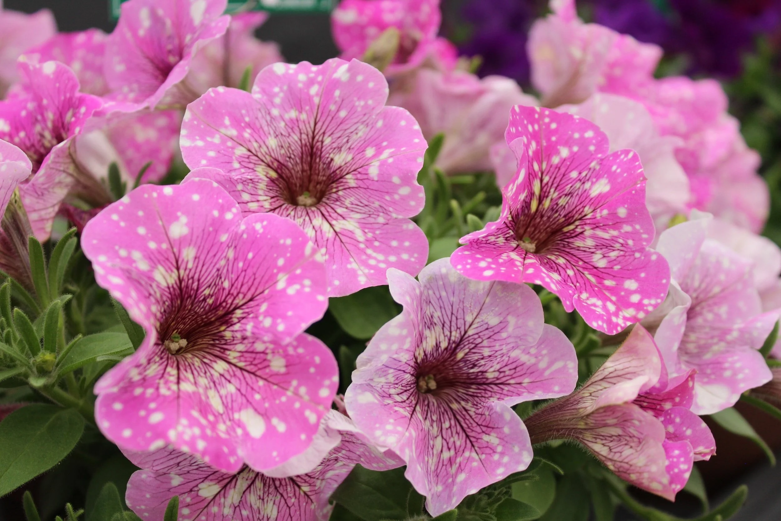 How to Fertilize Petunias So They Bloom Like Never Before — Meadowlark