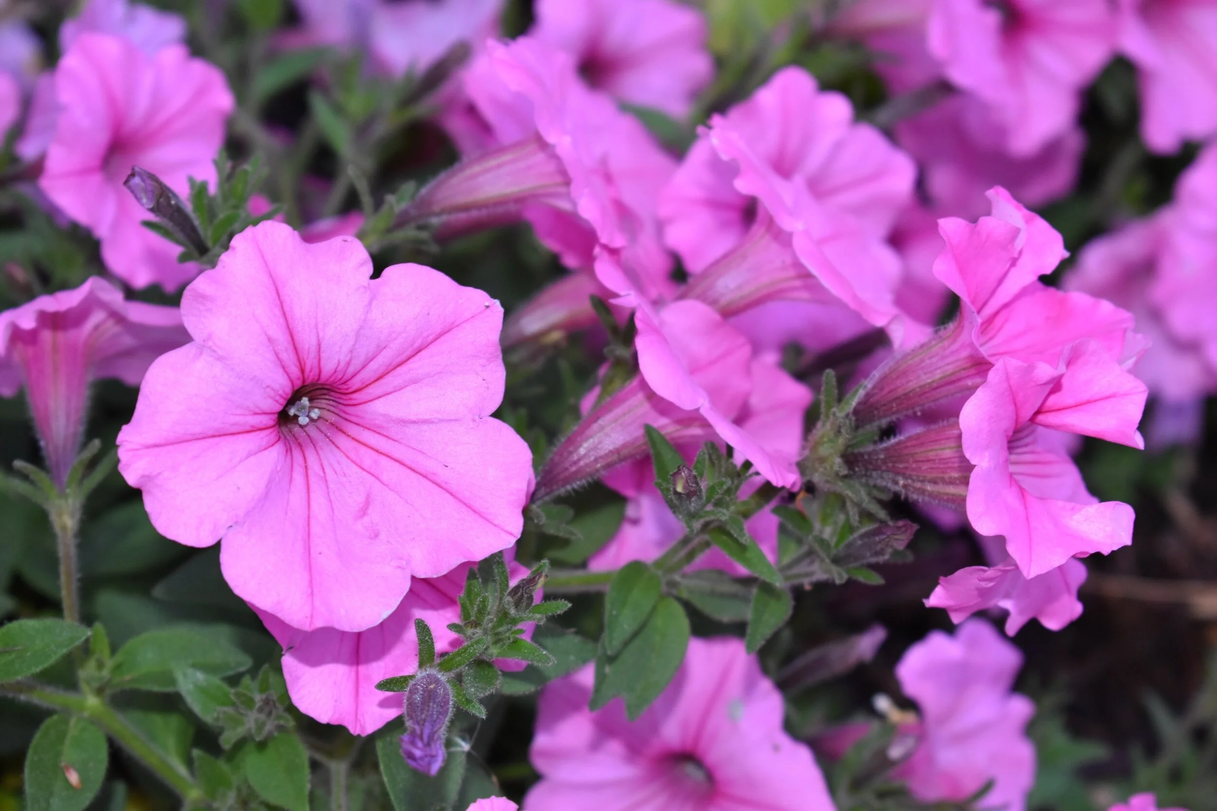 How to Fertilize Petunias So They Bloom Like Never Before — Meadowlark