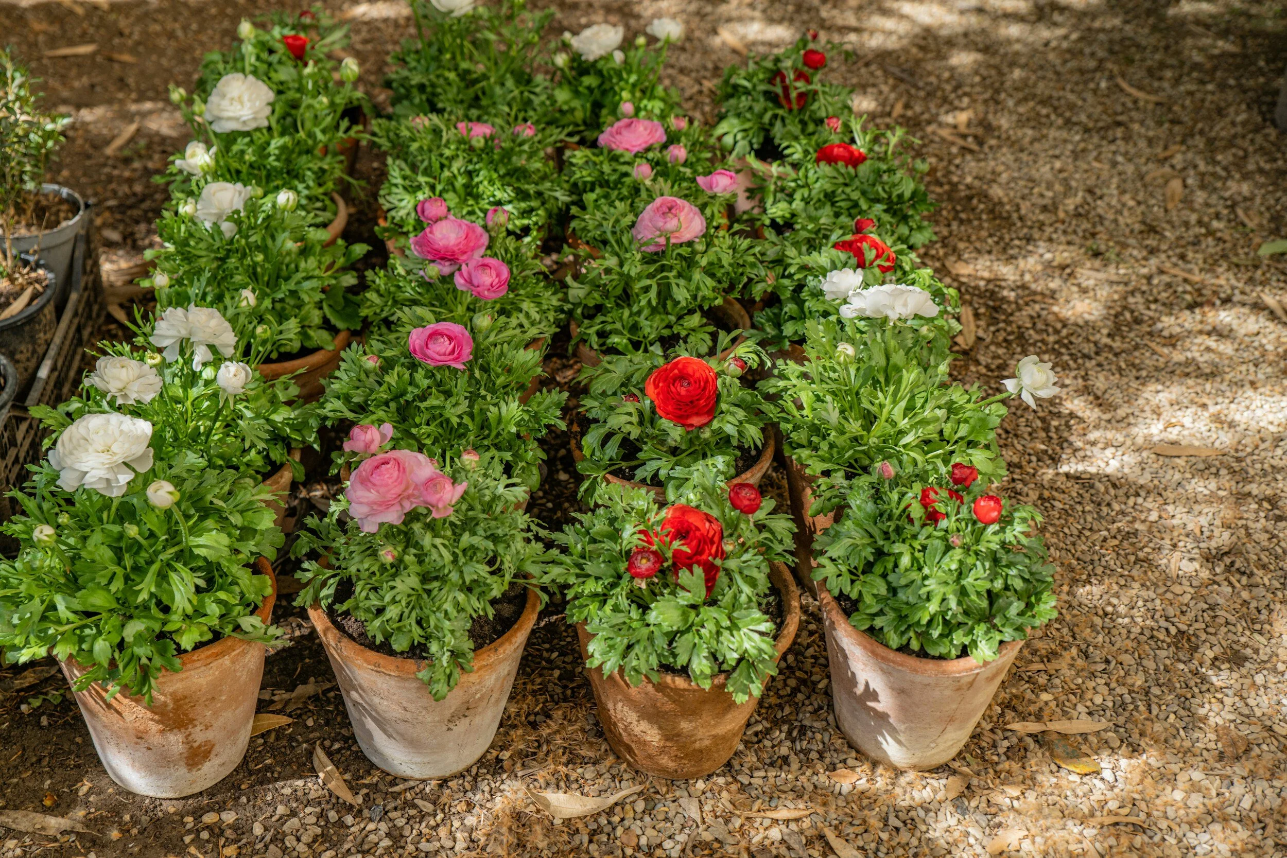 Growing Ranunculus in Pots A Simple Guide — Meadowlark Journal