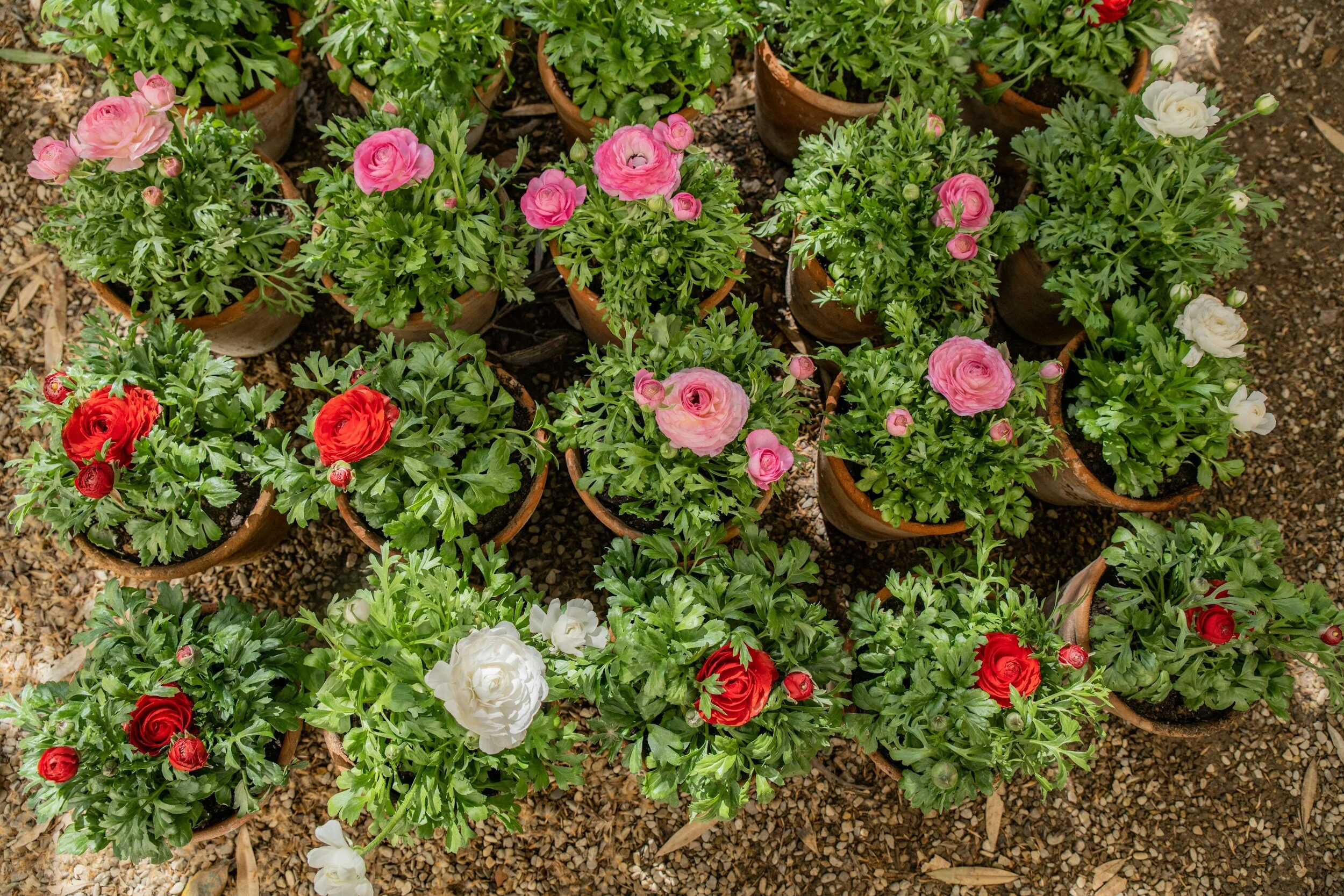 Growing Ranunculus in Pots A Simple Guide — Meadowlark Journal