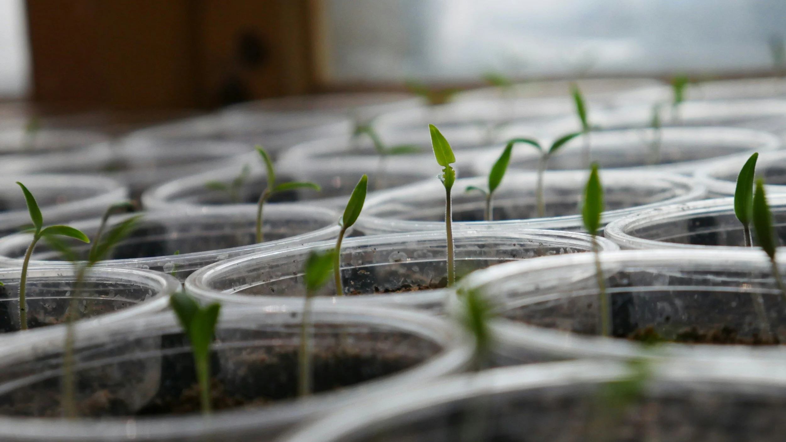 How Long Does it Take for Seeds to Germinate? — Meadowlark Journal