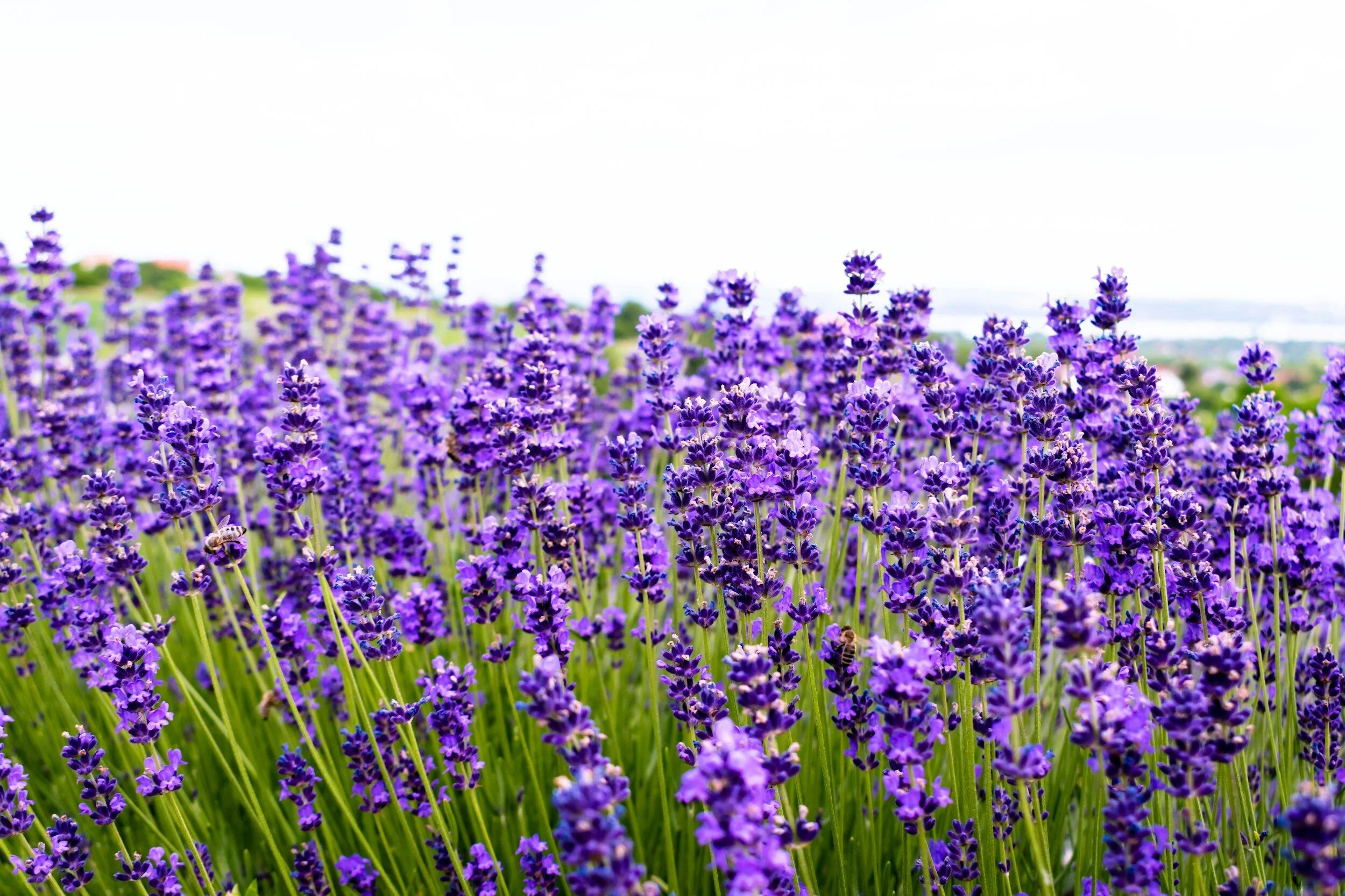How to Create a Lavender Hedge — Meadowlark Journal