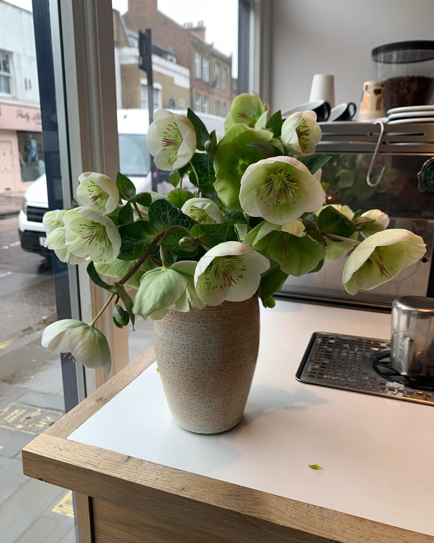 Hellebore season is in full swing and I&rsquo;m all about it. ✨ The colored &ldquo;petals&rdquo; are actually sepals, like little protective wrappers for the flowers inside.