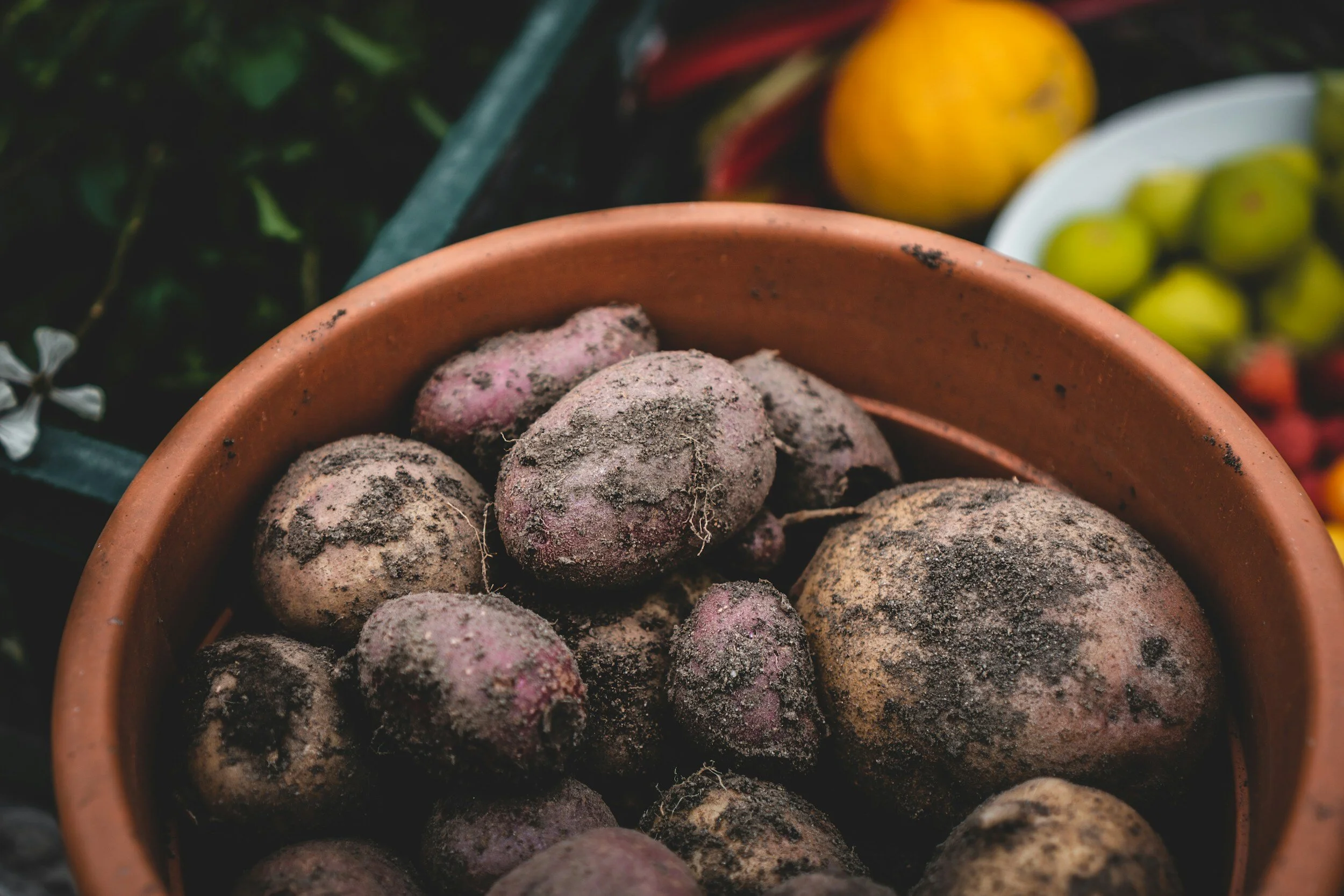 WHAT VEGETABLES ARE BEST IN A RAISED BED visual data 8