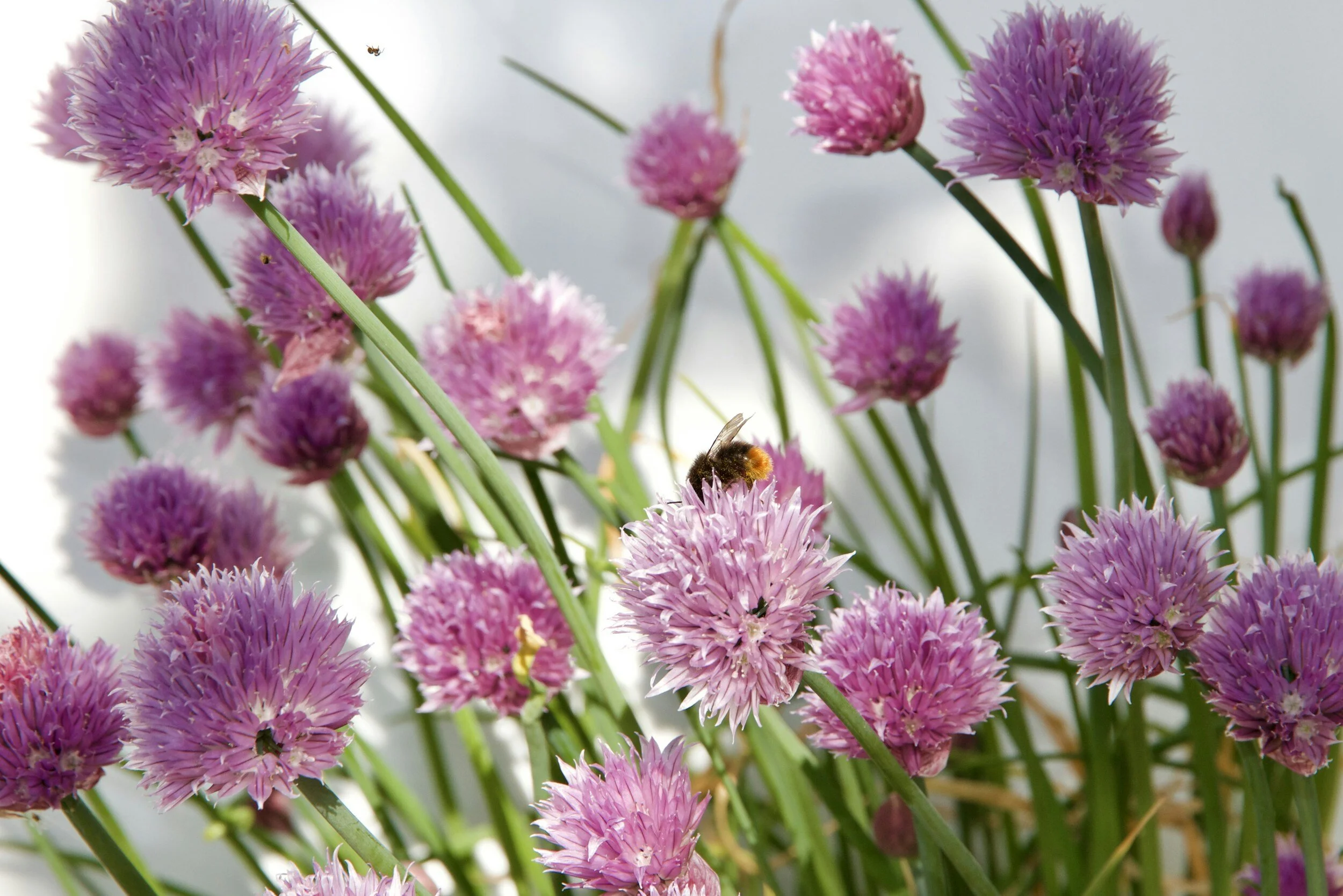 The Best Chive Companion Plants — Meadowlark Journal