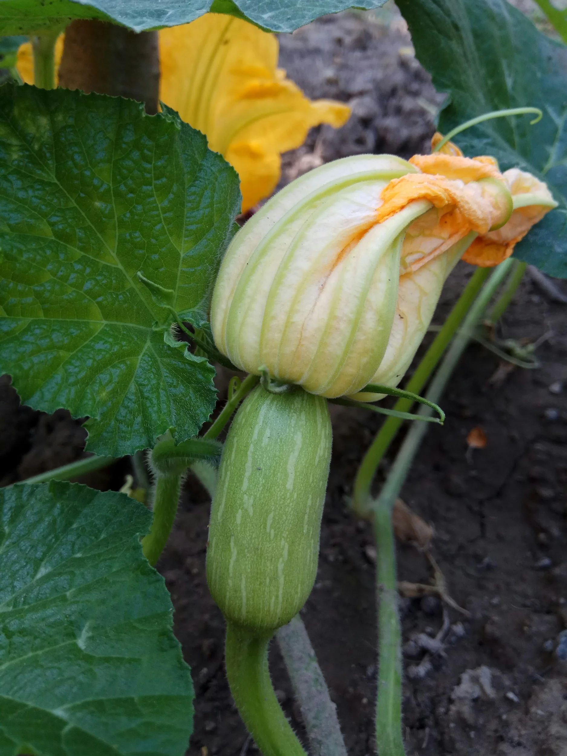 Powdery Mildew on Zucchini The Best Natural Remedies — Meadowlark Journal