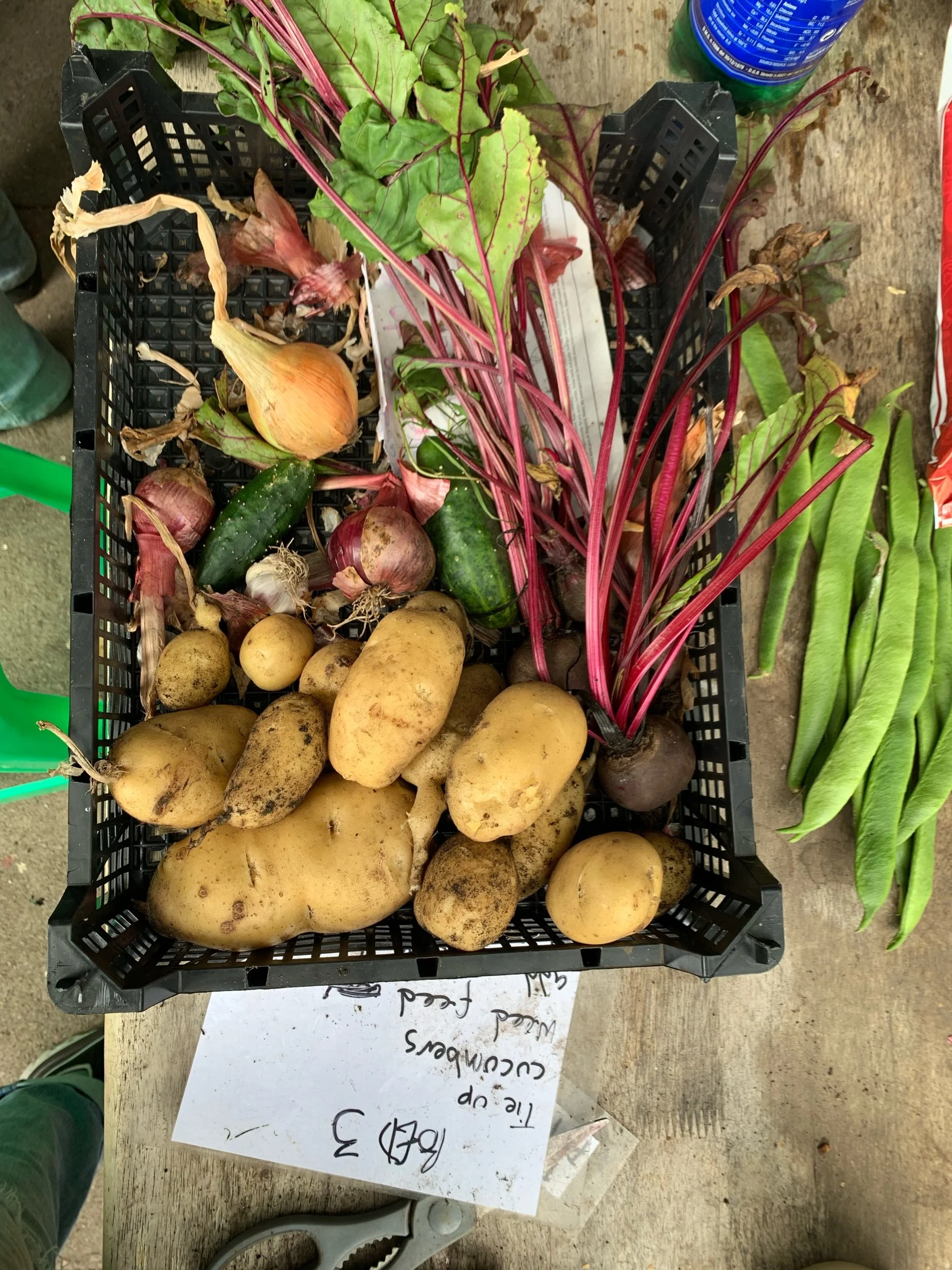 The Best Potatoes to Grow in Bags