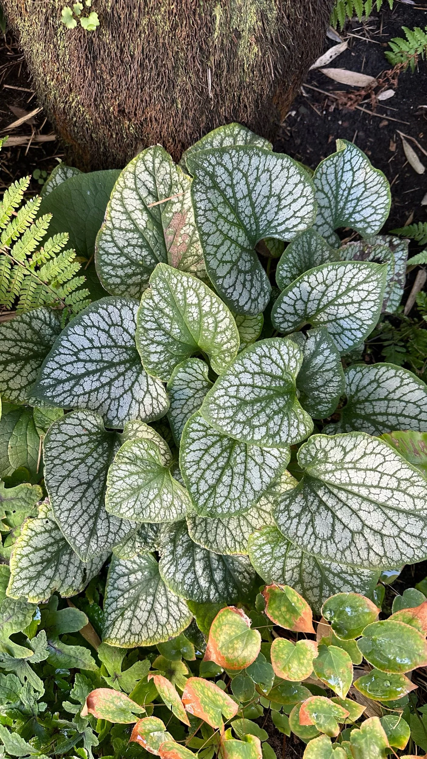 The Best Plants for an East Facing Garden