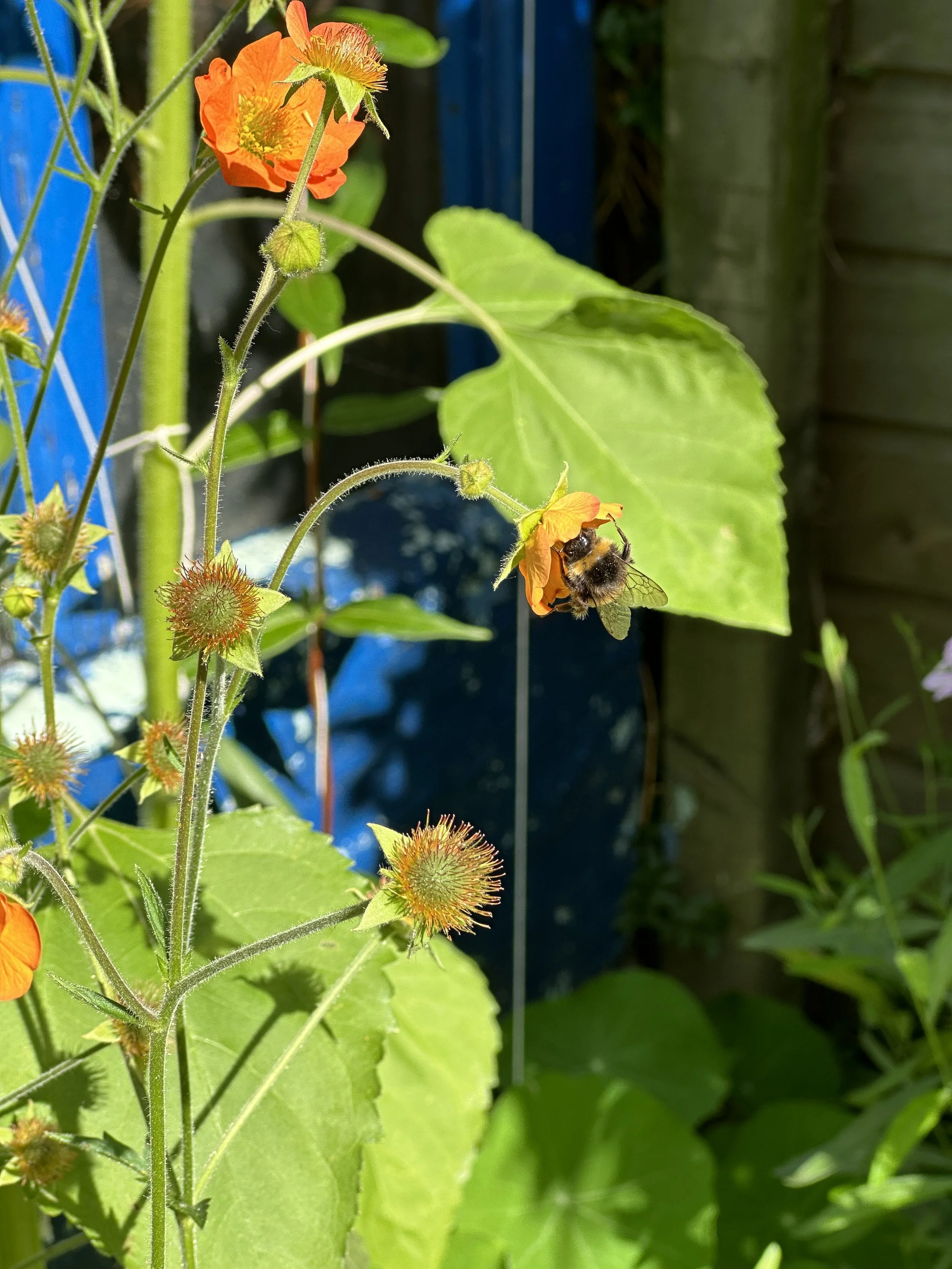 Easy to Grow Plants for Bees and Butterflies