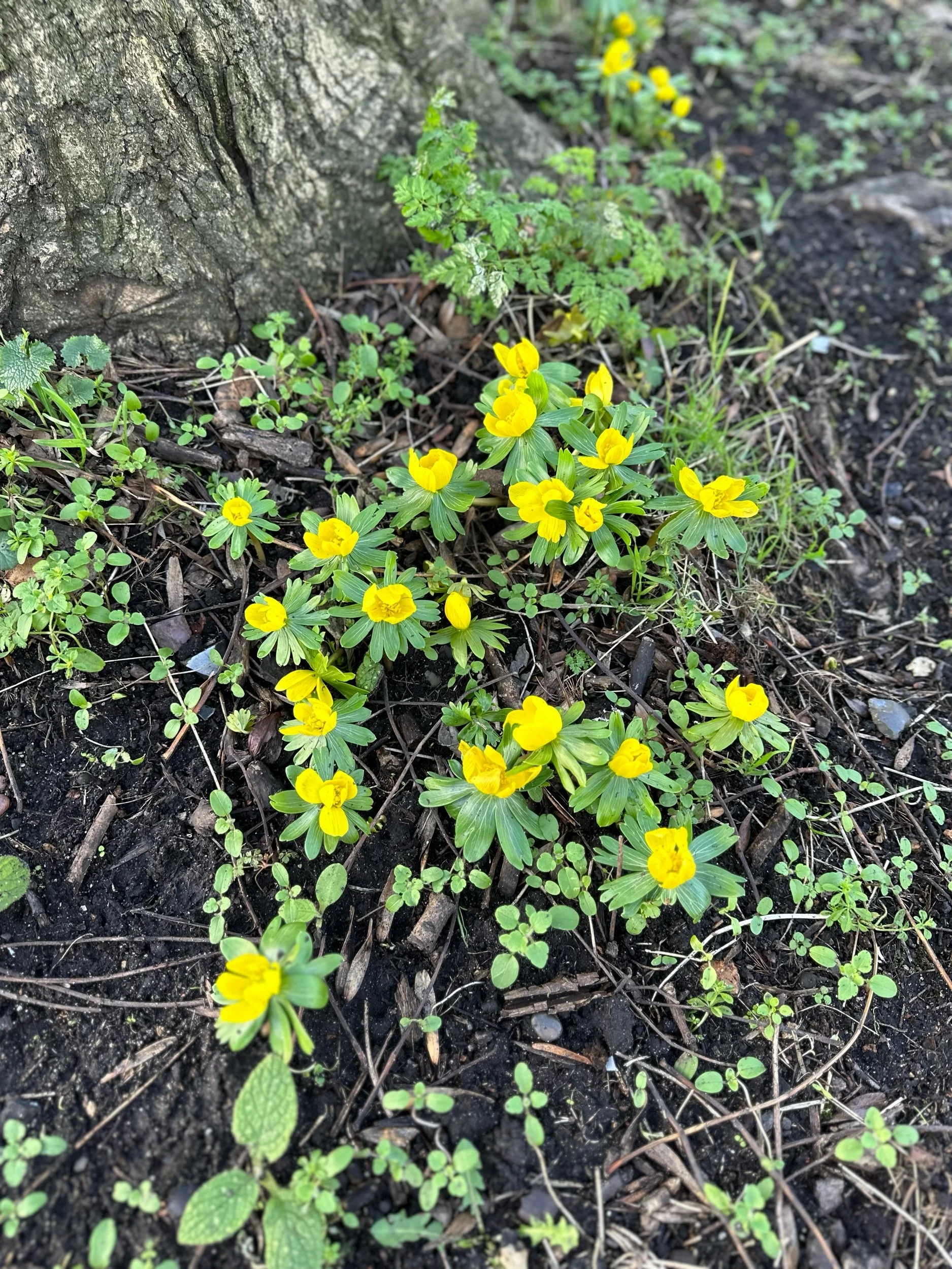 The Top 3 Bulbs that Flower in Winter