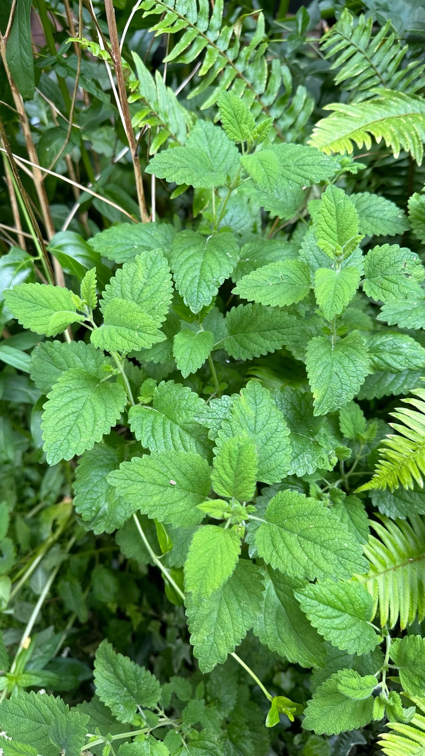 Herbs That Actually Grow Well in Shade