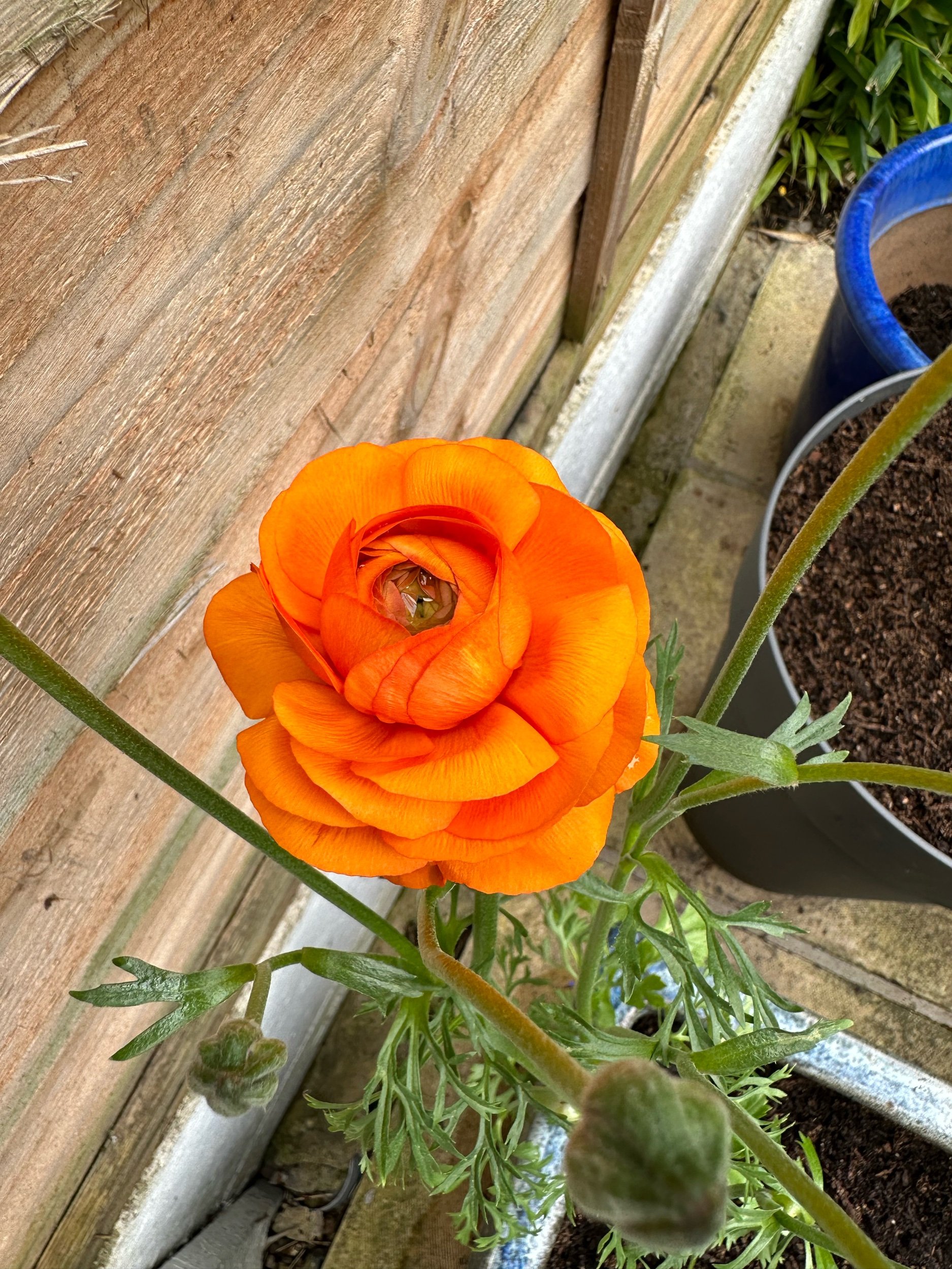 Growing Ranunculus in Pots: A Simple Guide