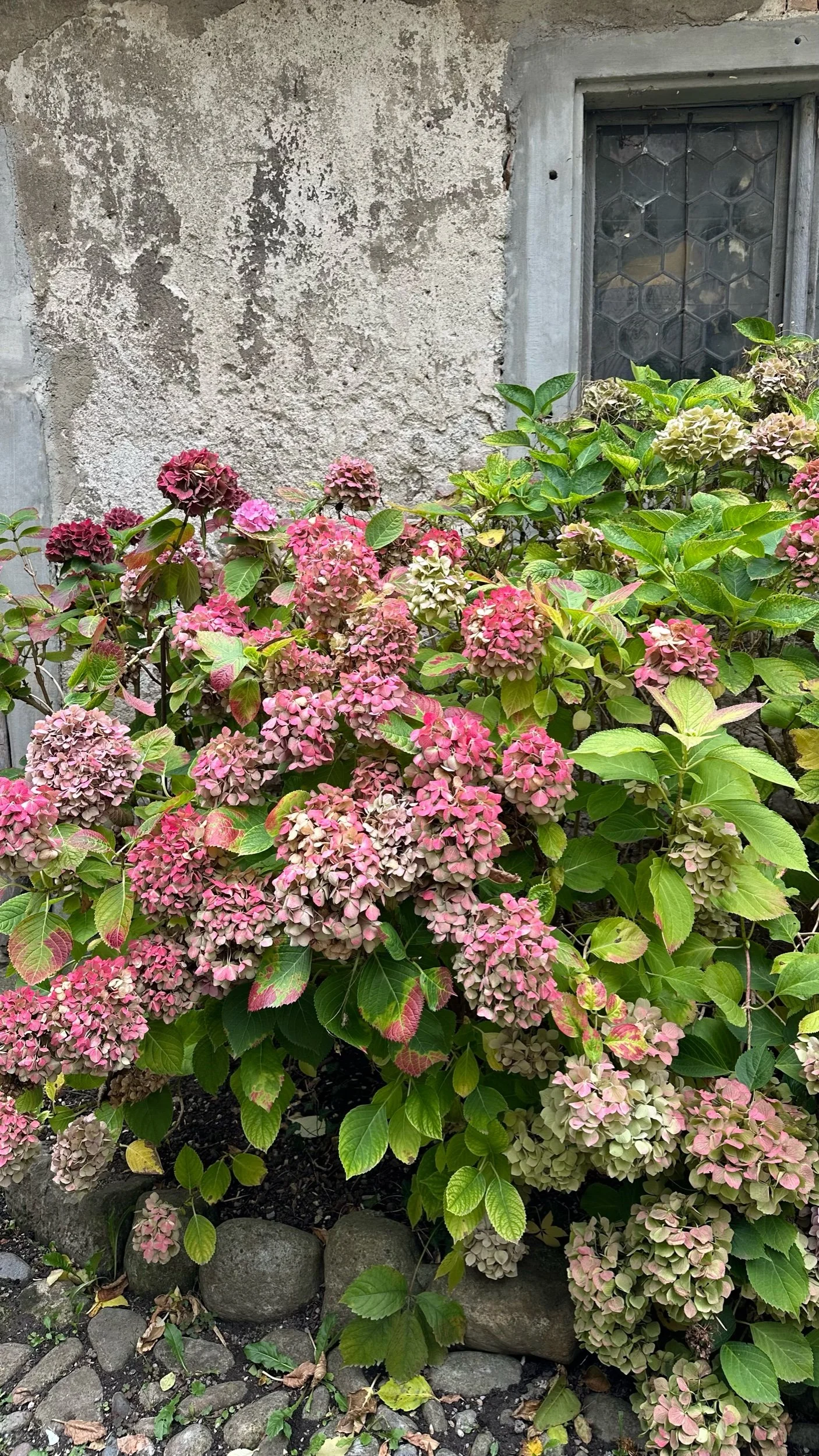 The Best Companion Plants for Hydrangeas