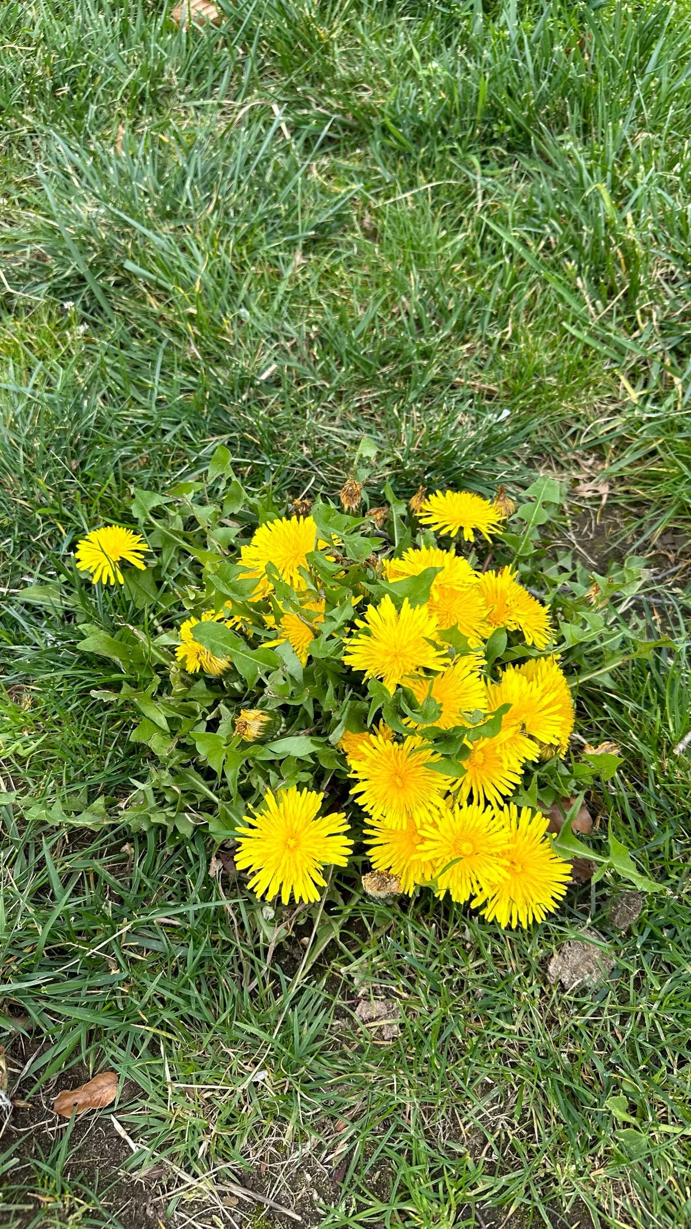 Why Weeds Are Good for Your Garden