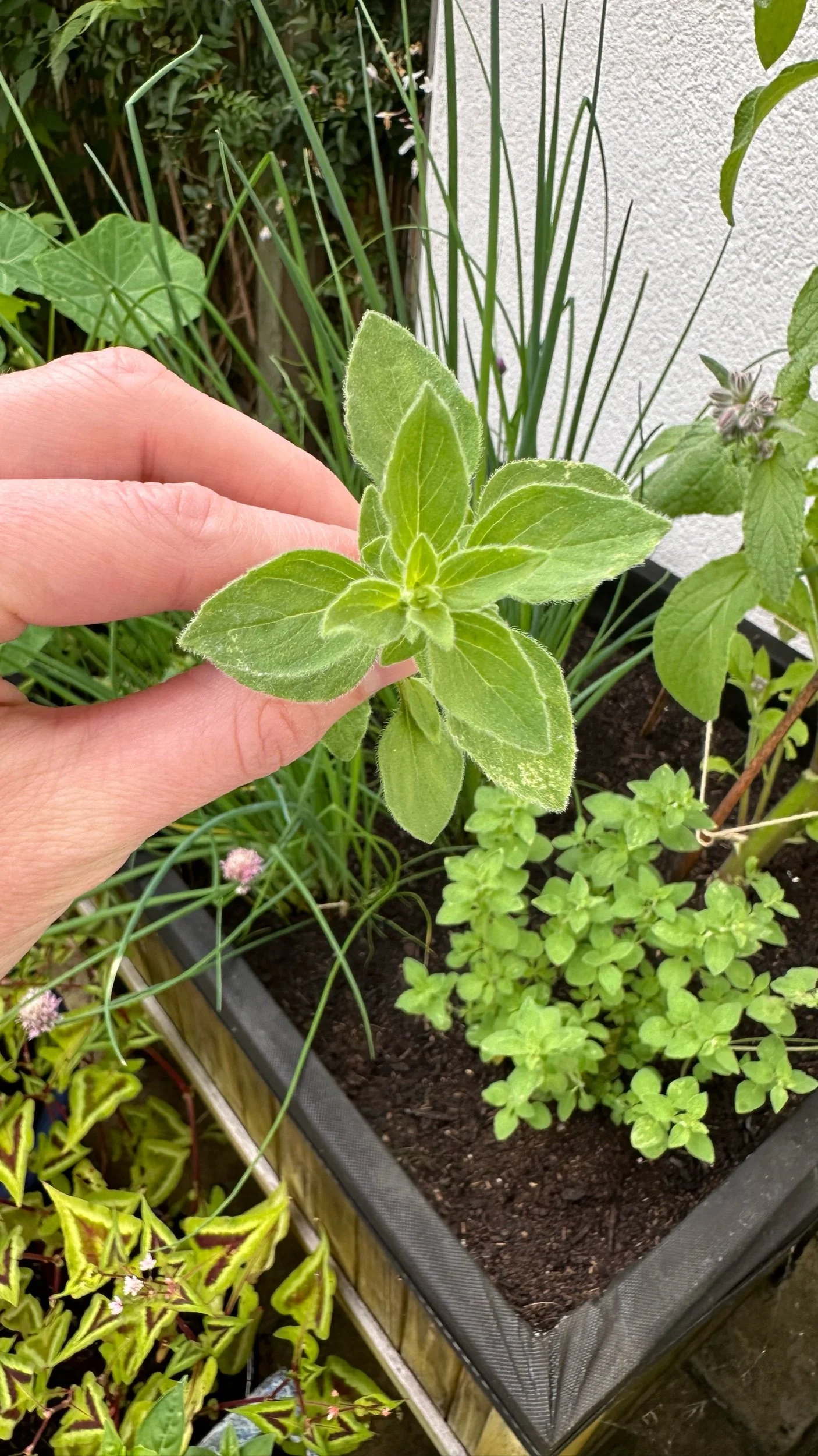 The Undisputed Best Oregano Companion Plants
