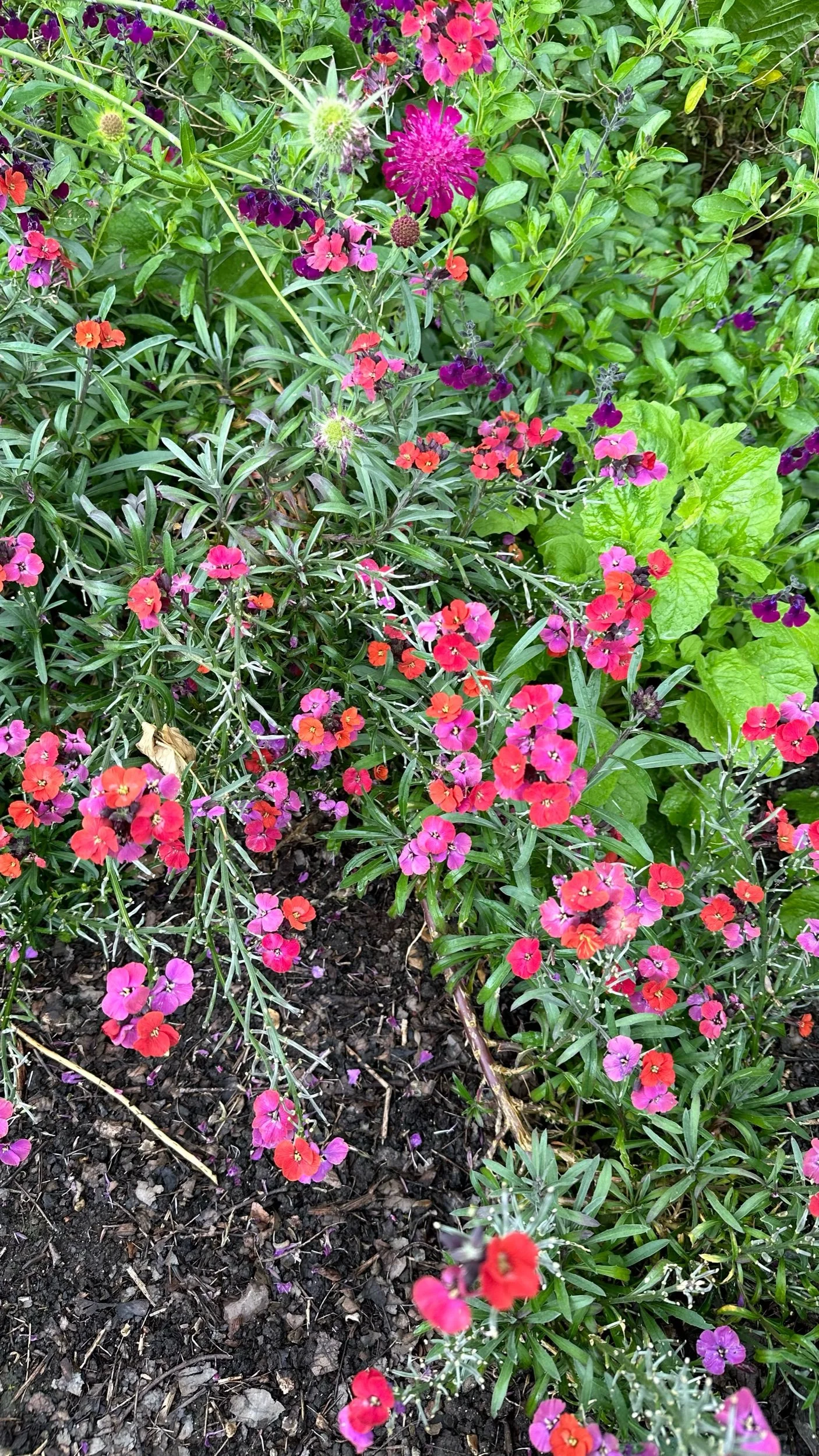 The 10 Best Autumn Bedding Plants