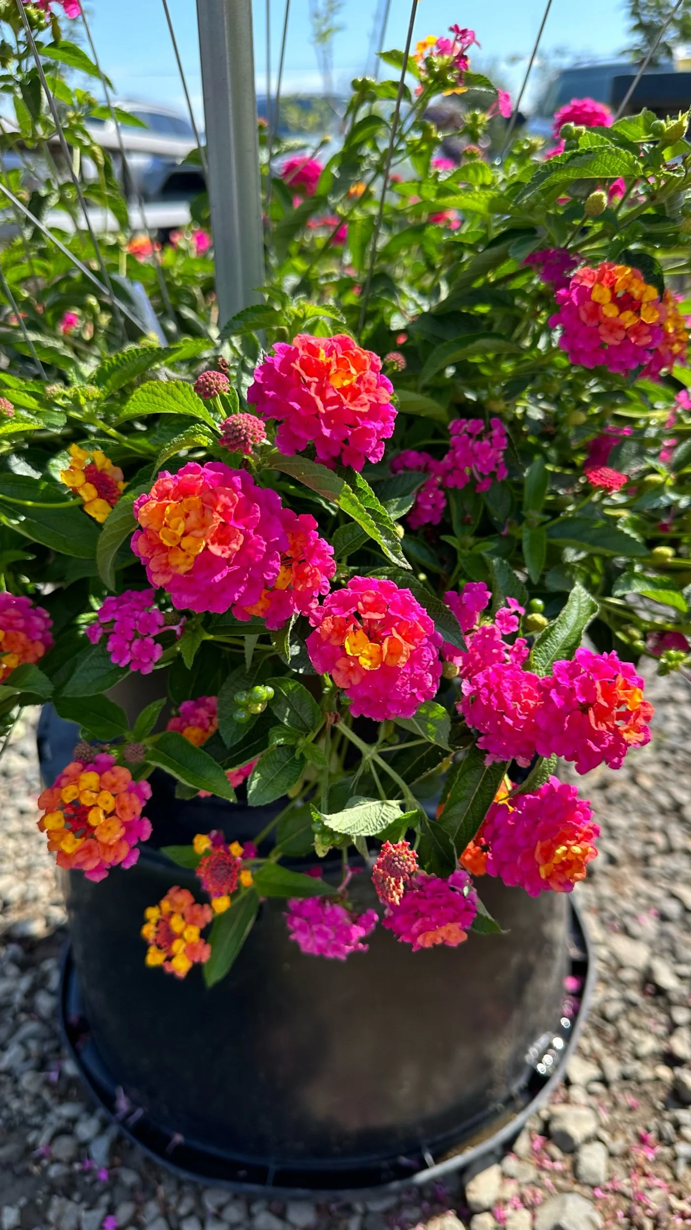 20 Easy to Grow Drought Tolerant Annuals