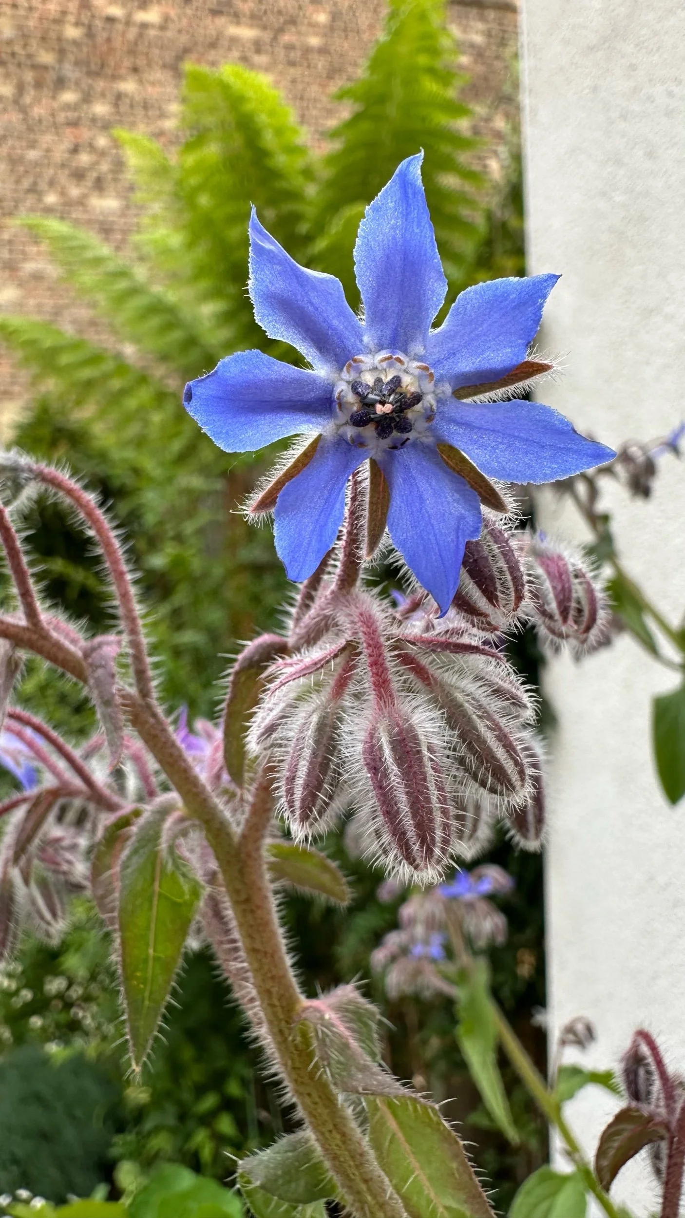 The 10 Best Flowering Herbs