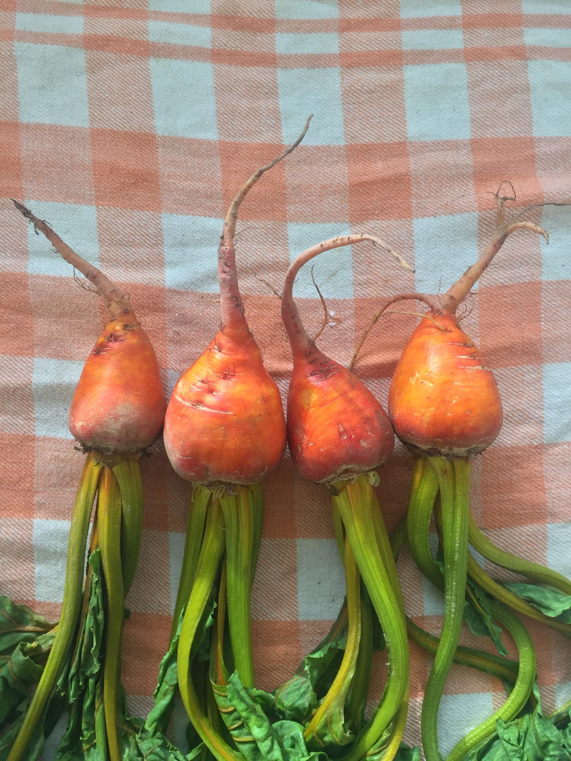 Growing Beets in Containers Successfully