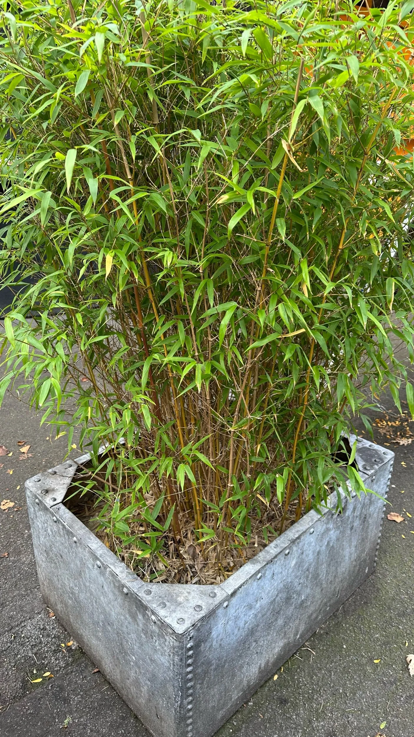 How to Grow Bamboo in Pots: A Simple Guide