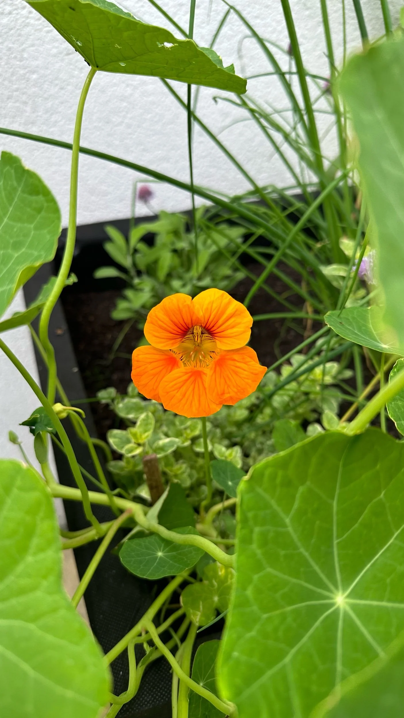 Growing Nasturtium Flowers: From Seed to Bloom