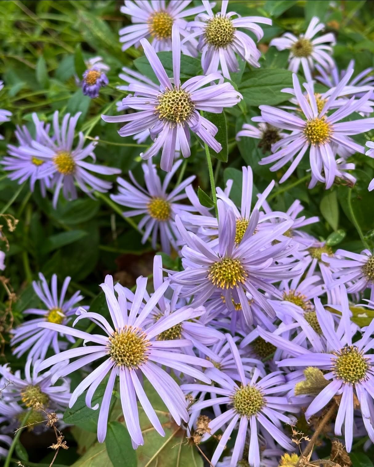 October in a nutshell ✨
1. Asters all over the city! 💜 Aster season.
2. Weekend in Paris 🥐
3. Decades old wisteria in Bavaria.
4. Roadside pumpkin stands. 🎃 
5. Homemade pumpkin delights by @misterangelito 
6. Bulbs tucked away for the winter.
7. 
