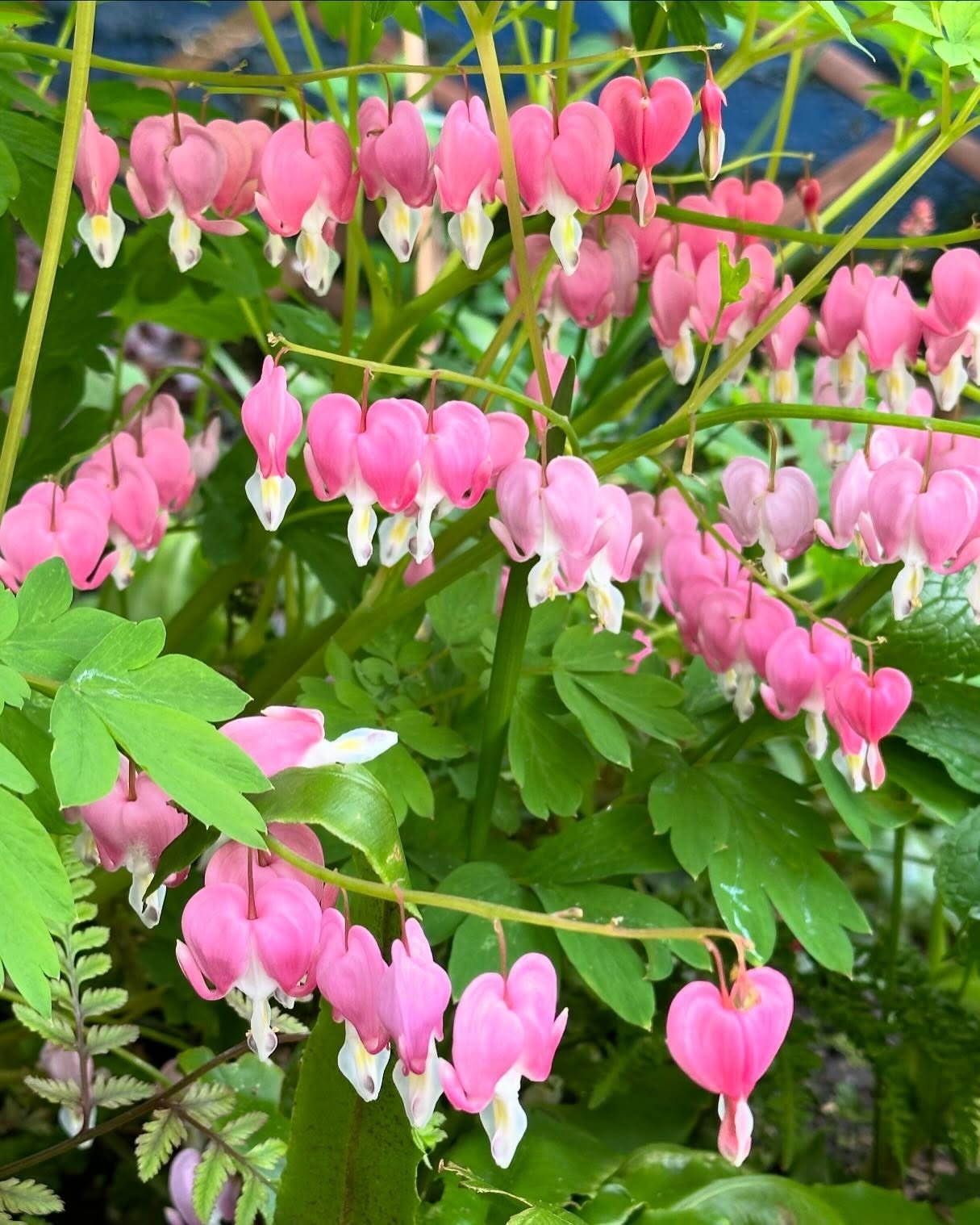 New post up on the blog today about how to grow one of my absolute favorite plants in the garden: bleeding heart 💗 Perfect for those shady spots. I&rsquo;m obsessed with its delicate heart-shaped flowers that dangle from arching stems 🥹 And it&rsqu
