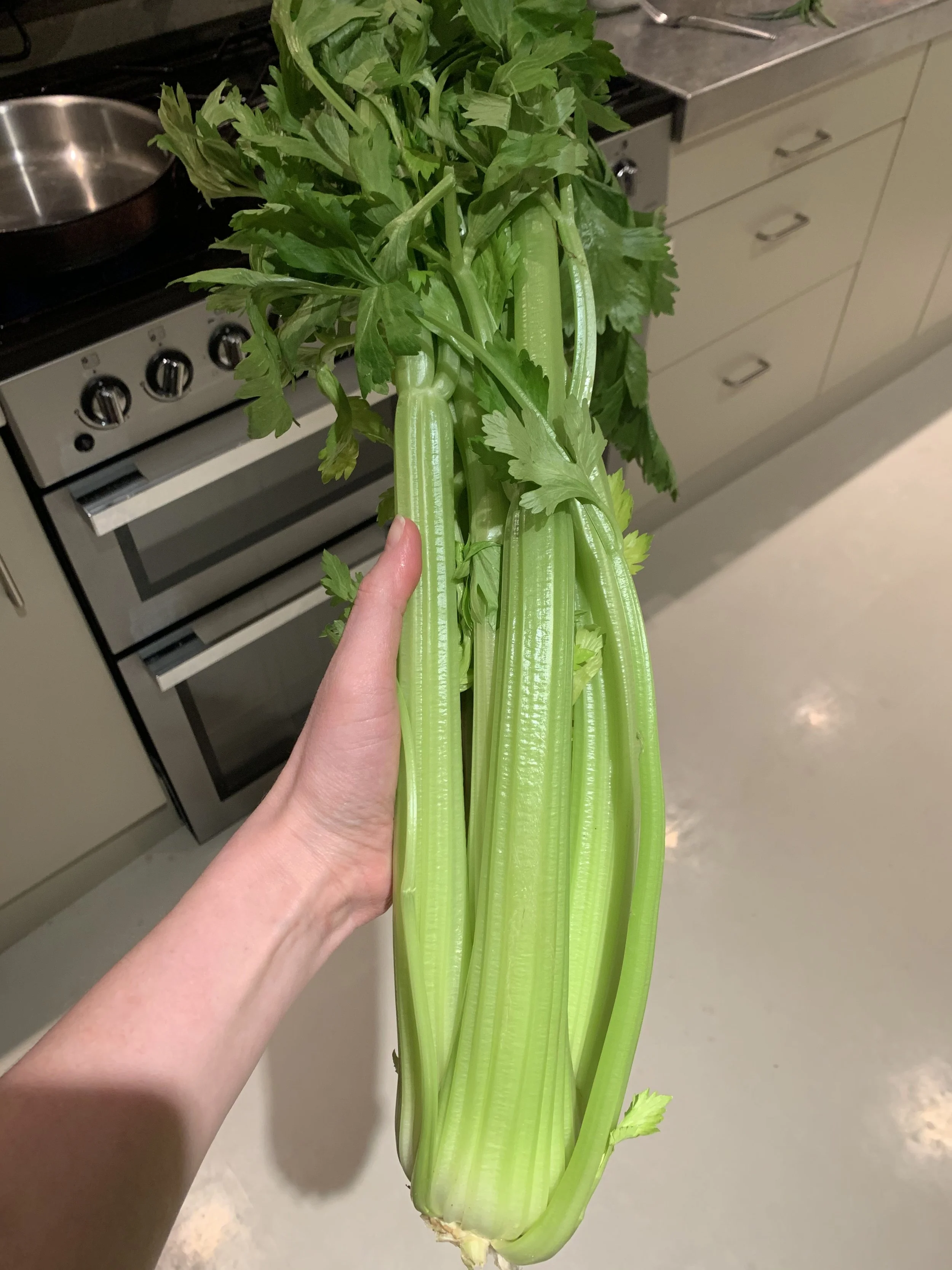 ContainerGrown Celery A StepbyStep Guide — Meadowlark Journal