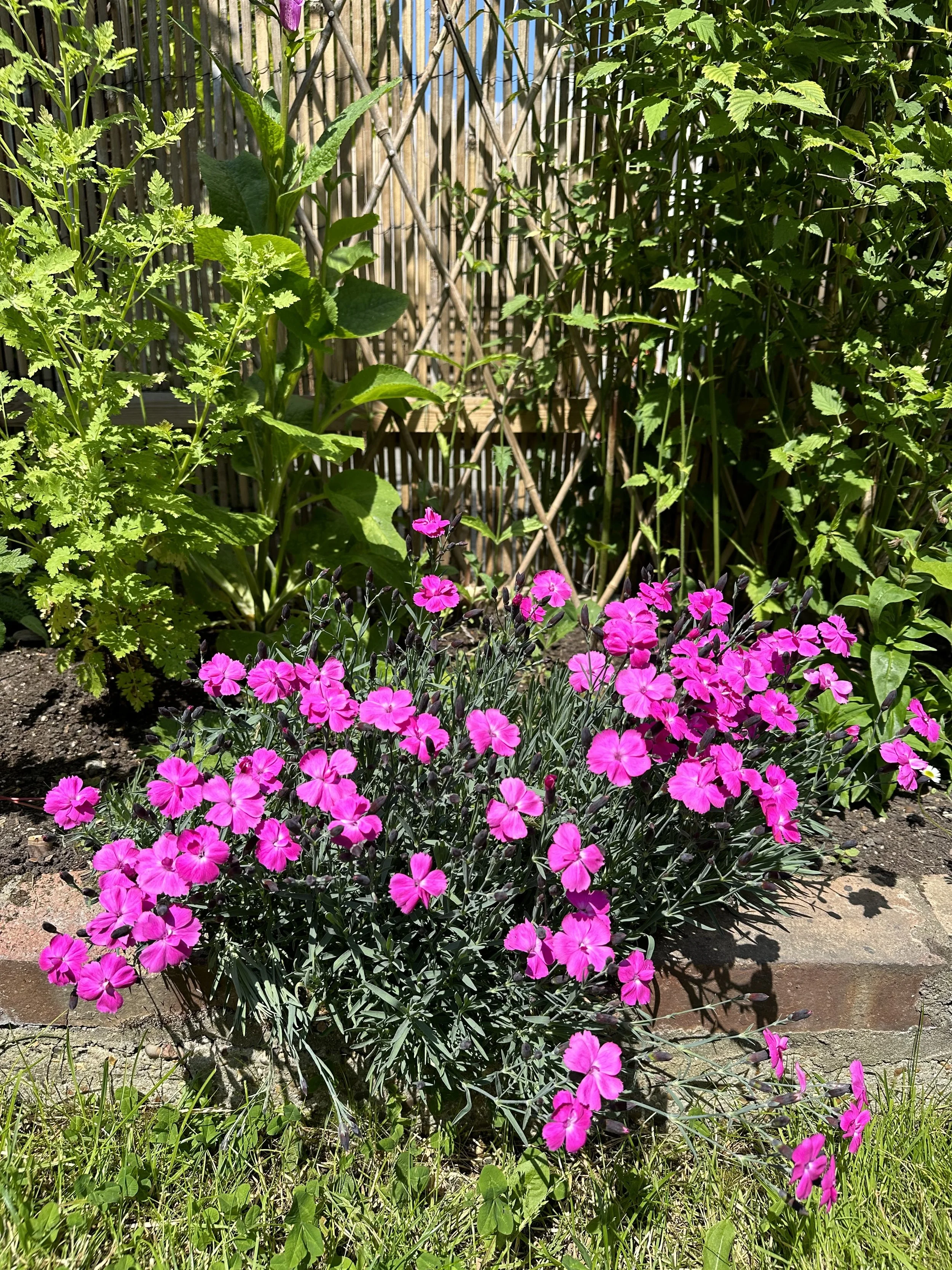 Top 10 Low Growing Plants for Garden Borders