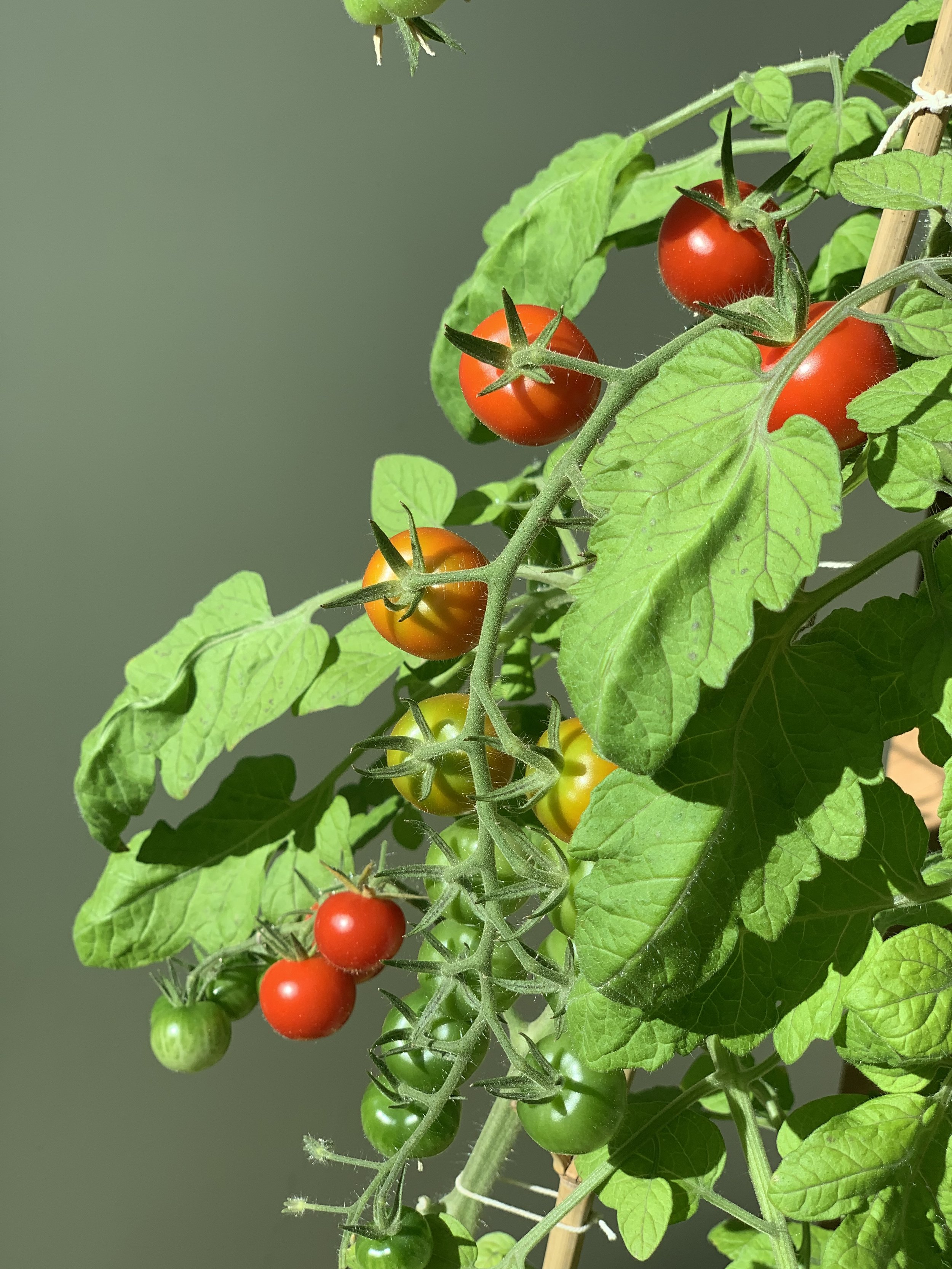 When to Start Tomato Seeds Indoors — Meadowlark Journal