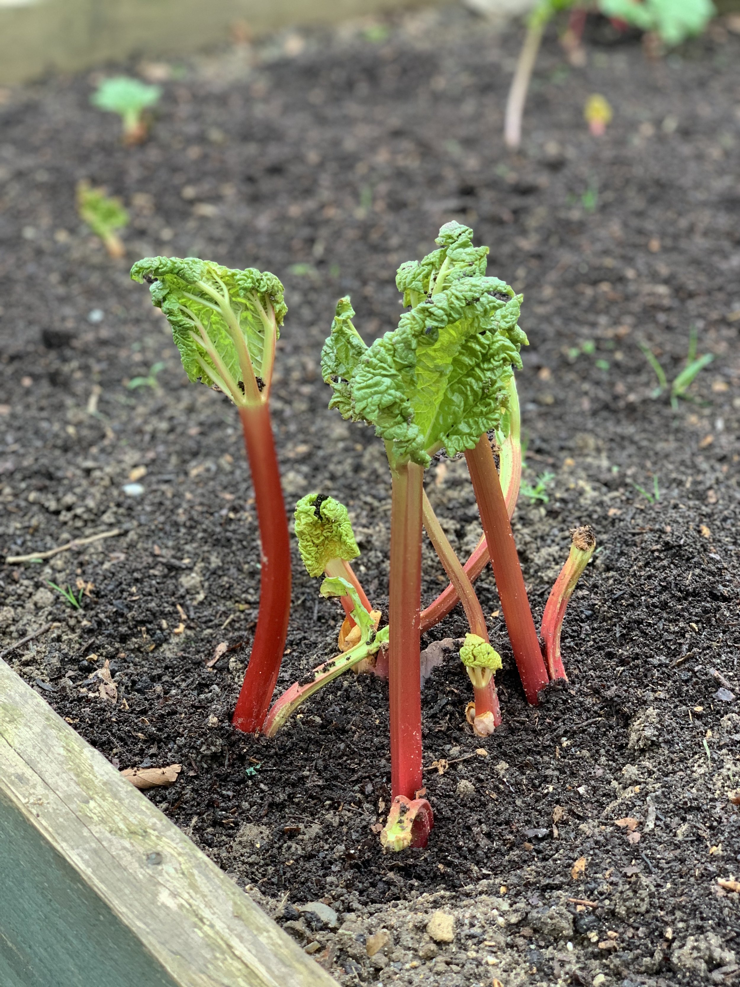 Problems Growing Rhubarb: Simple Fixes
