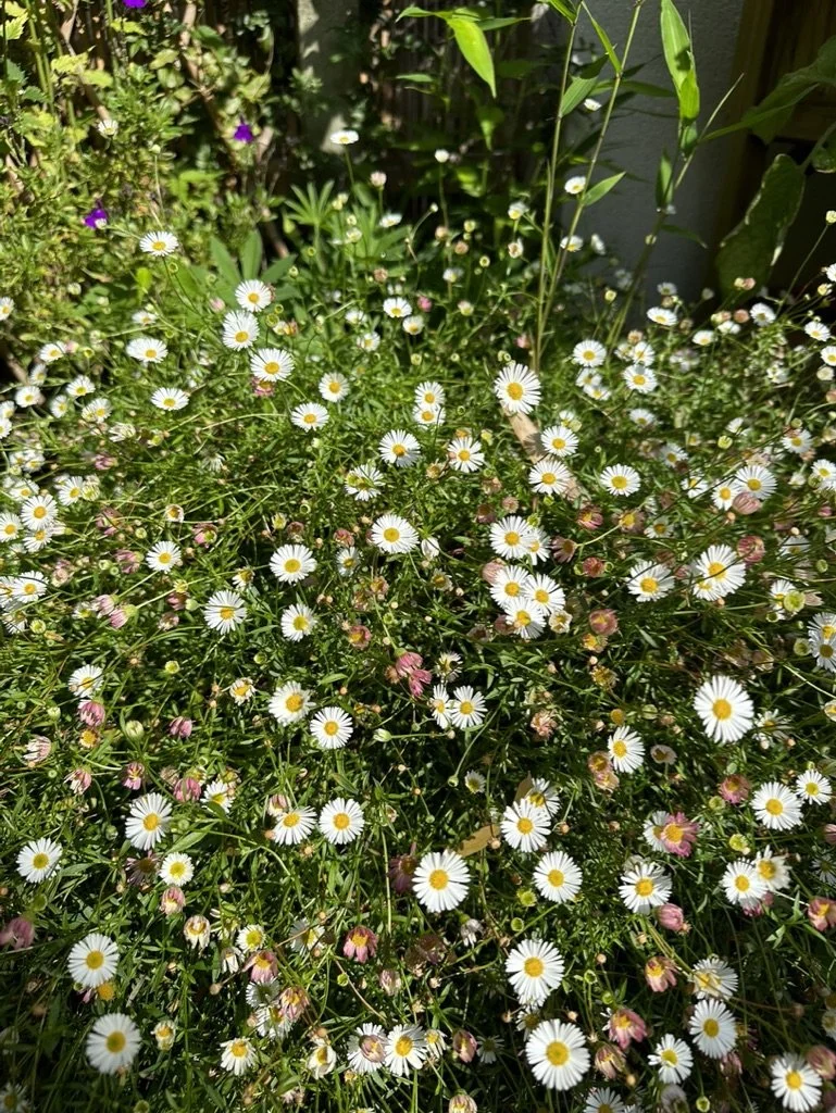 Easy Flowers to Grow from Seed