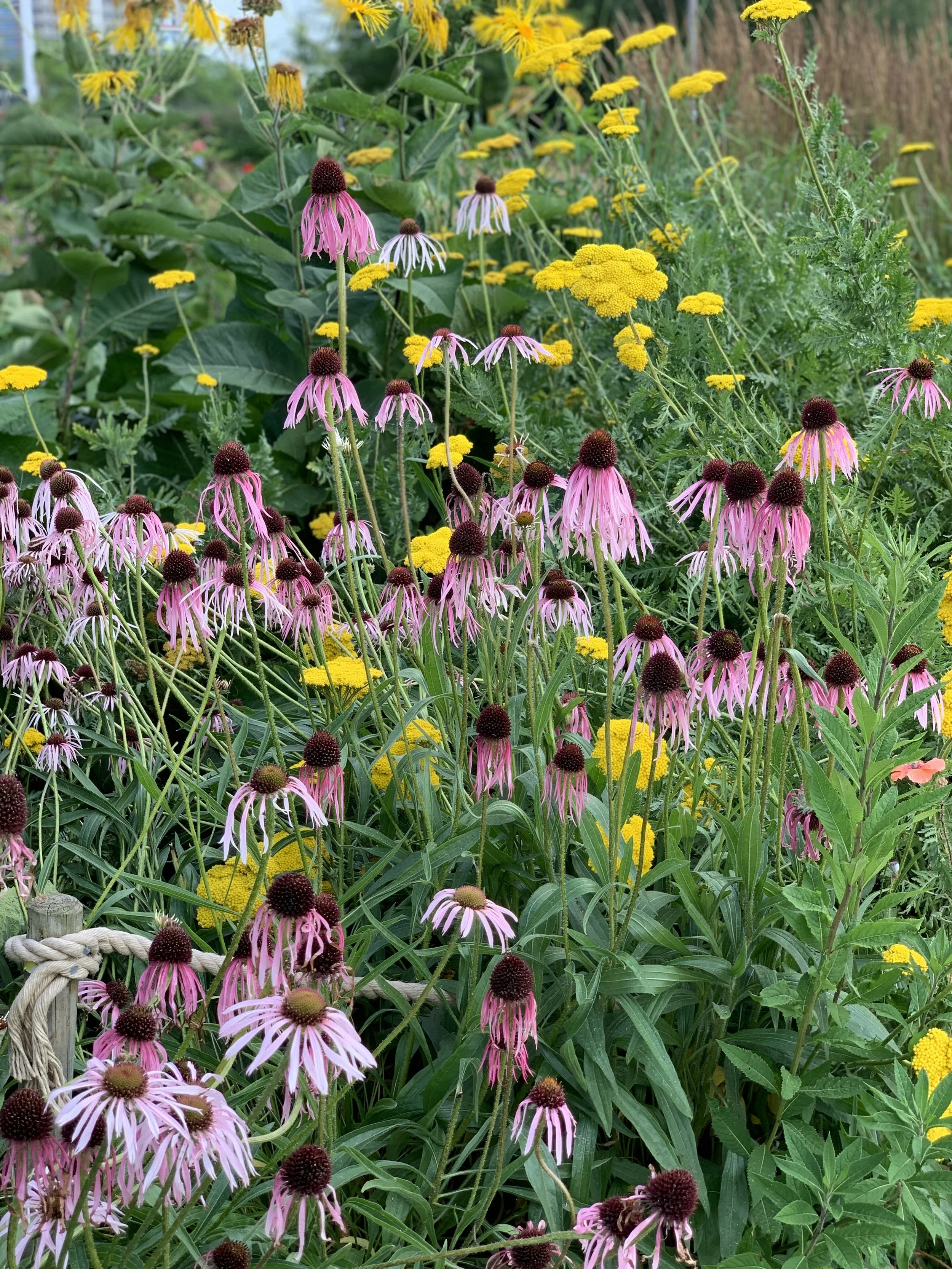 Growing Echinacea from Seed