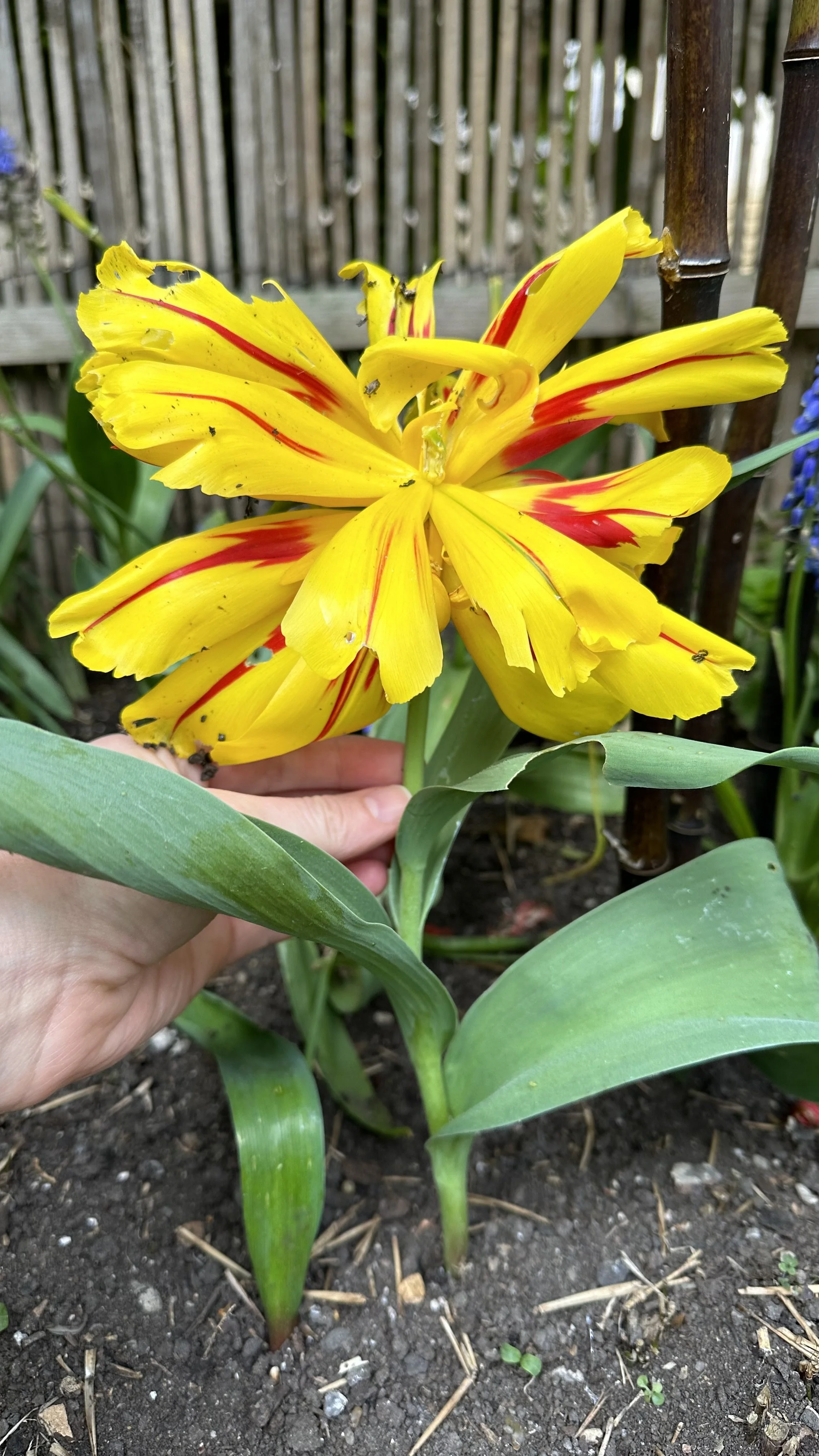 Deadheading Tulips: How to Do It Right