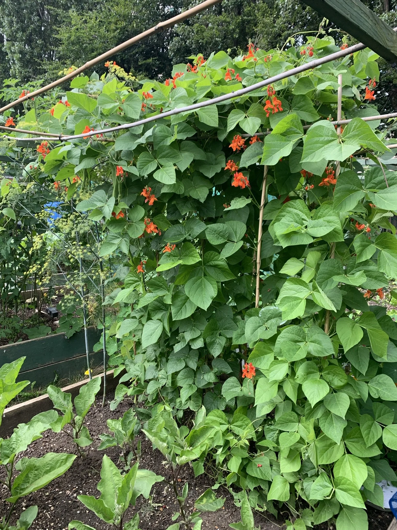 The Best Compost for Vegetable Gardens — Meadowlark Journal