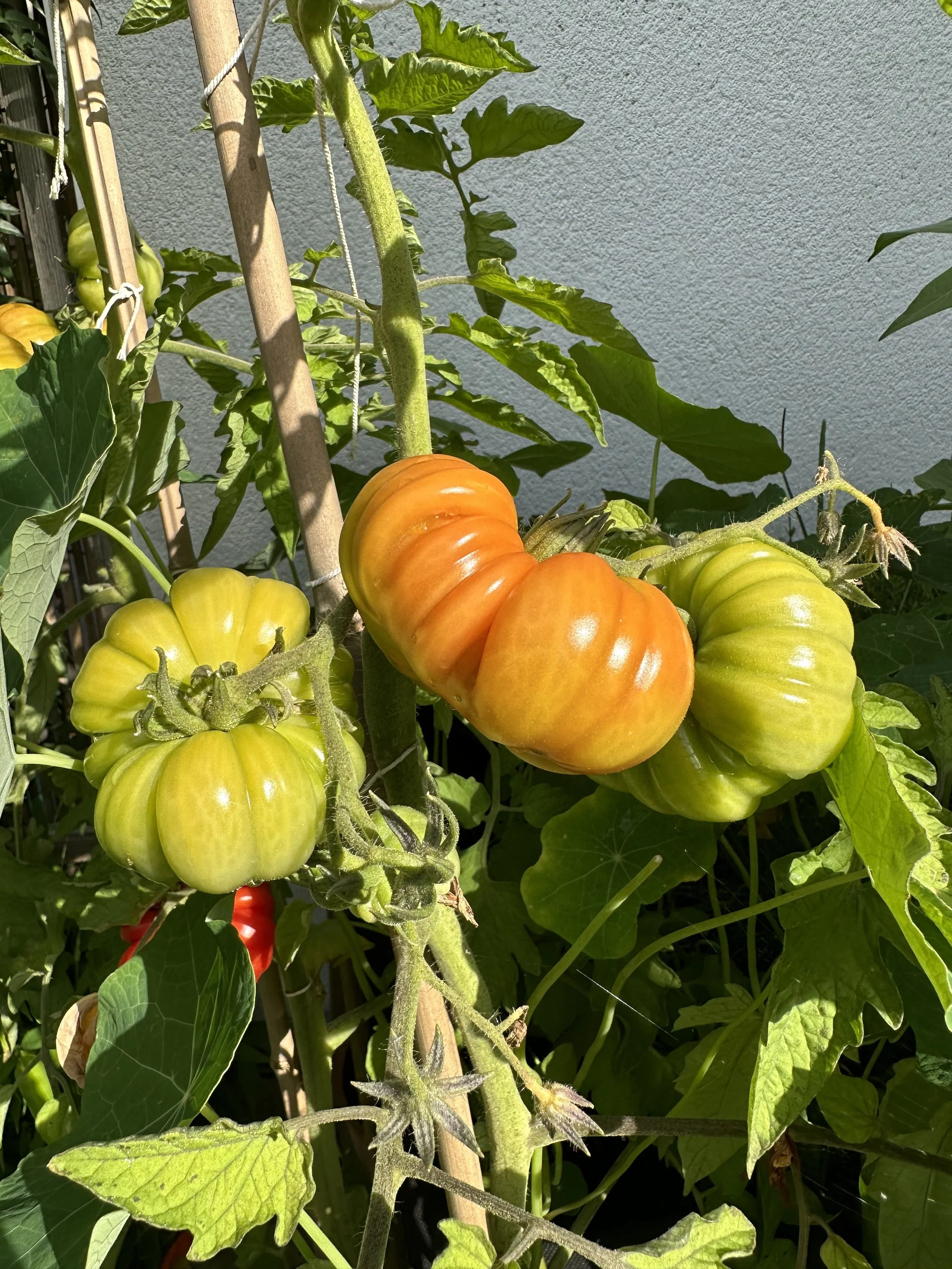 Why is My Tomato Plant Not Flowering?