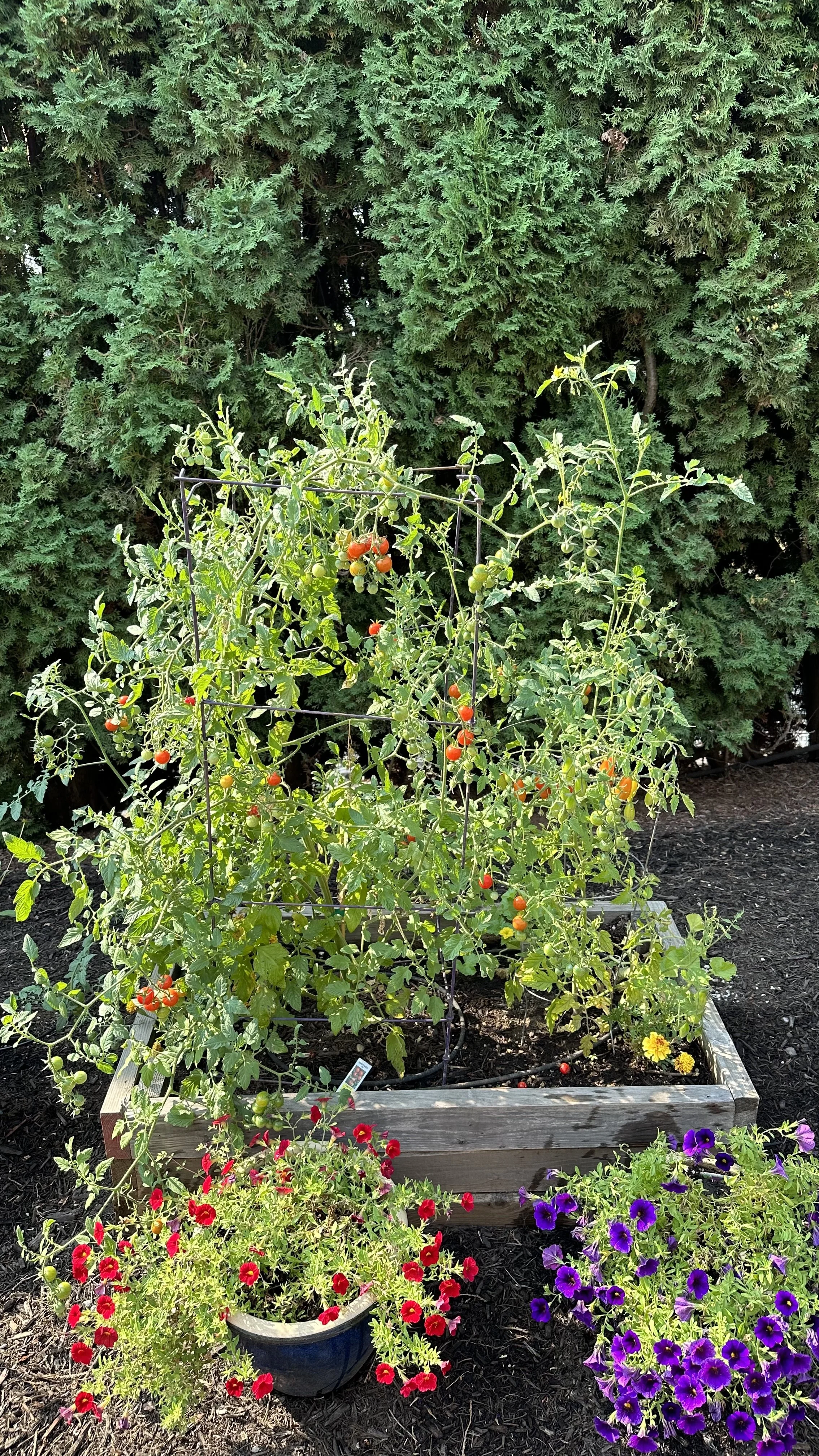 Planting Tomatoes in Raised Beds