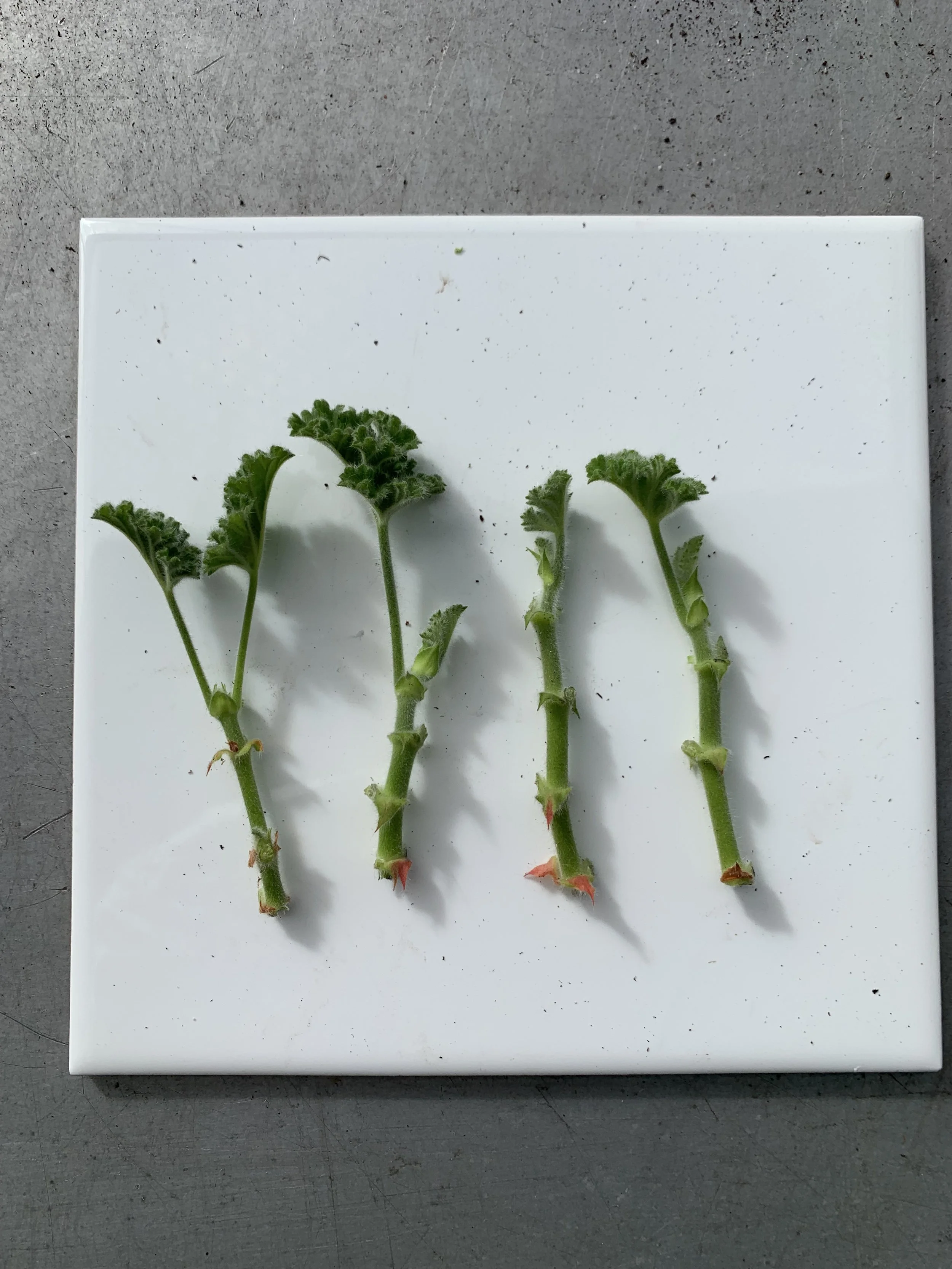 How to Grow Geranium Cuttings