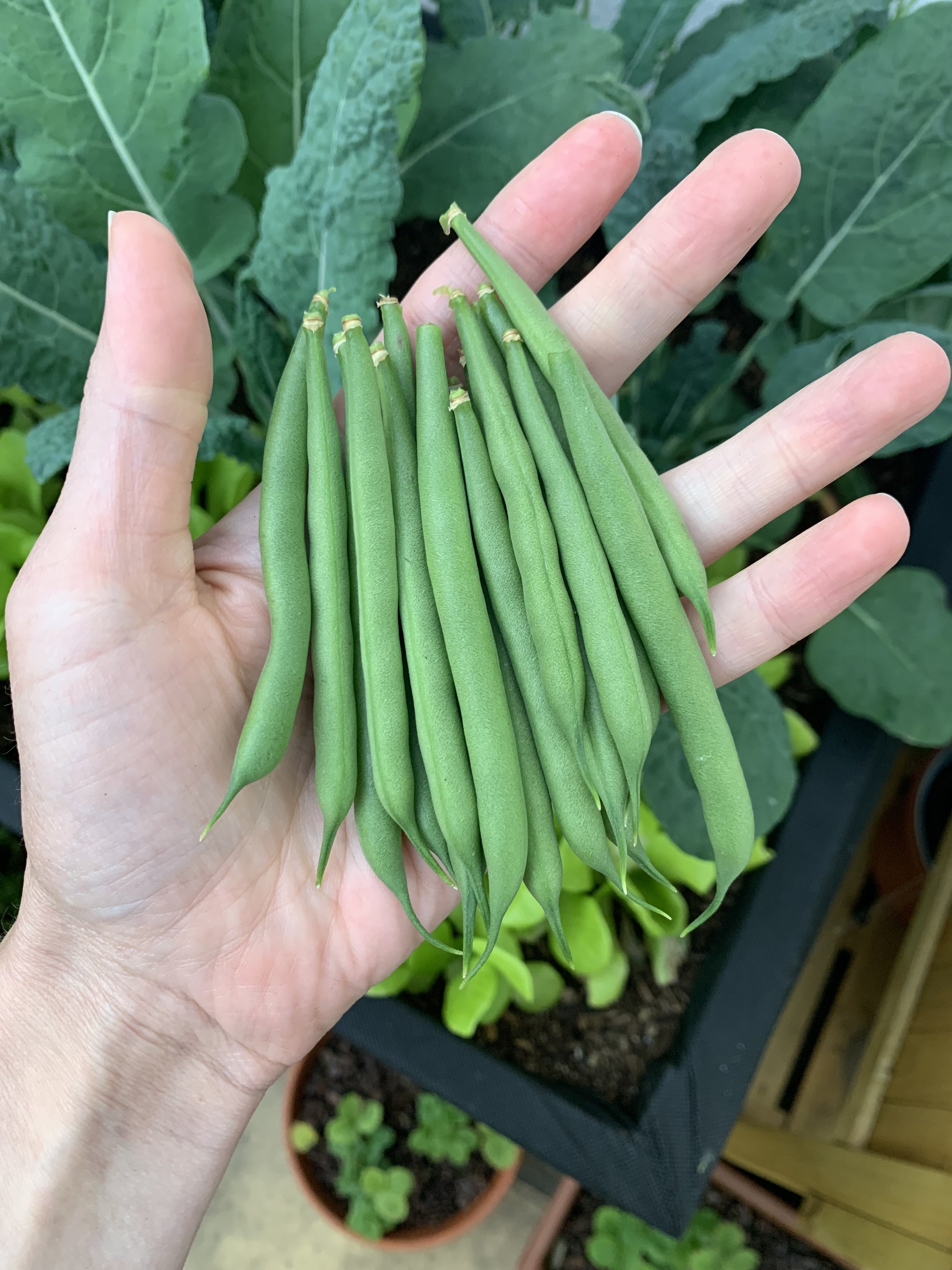Growing green 2024 beans in containers