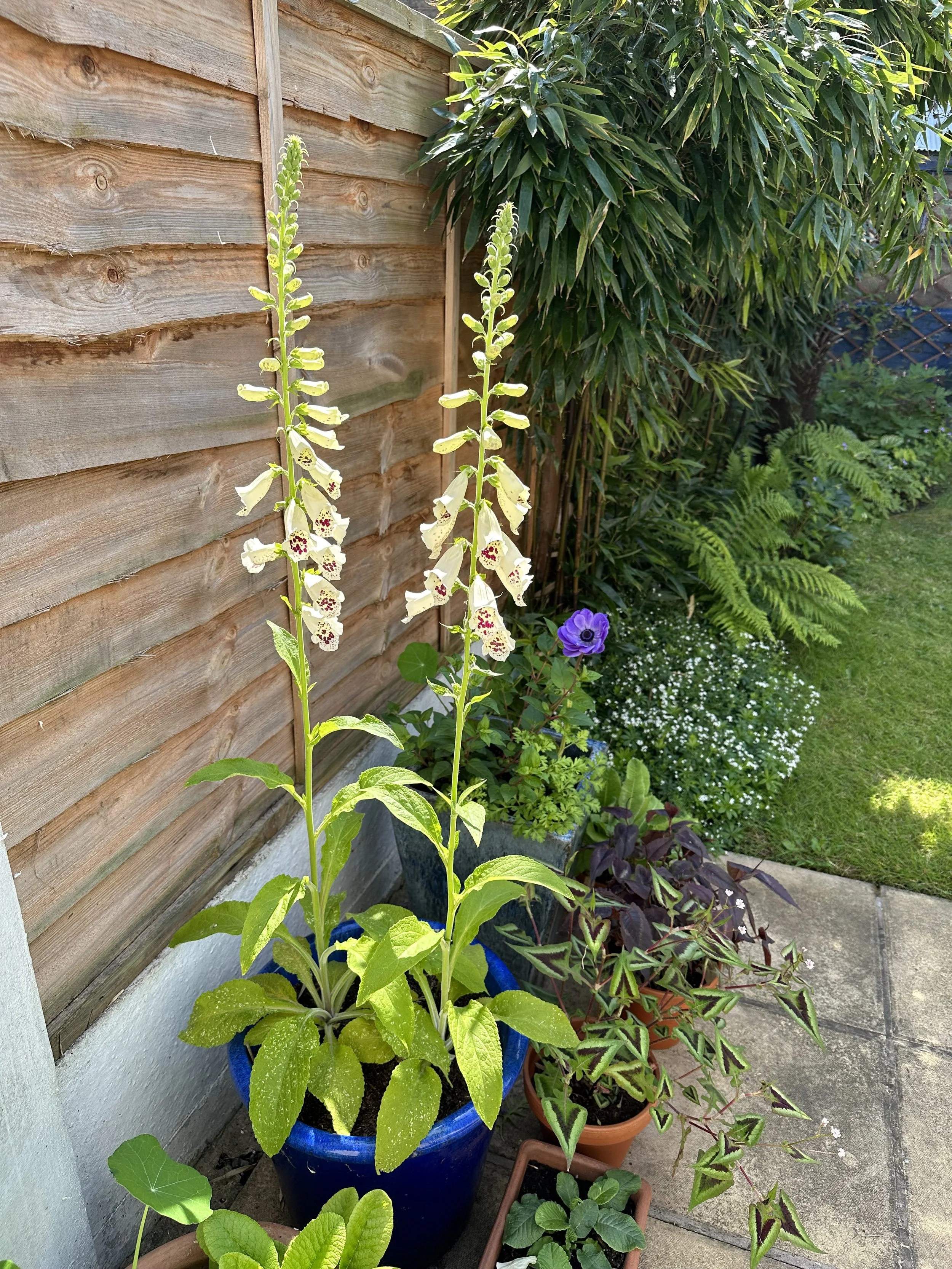Growing Foxgloves in Pots: An Easy Guide
