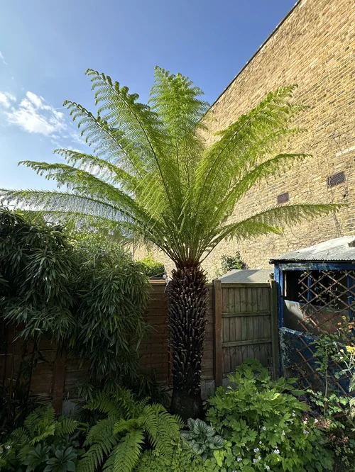 Tree Fern Care: From Pruning to Winter Protection  Meadowlark Journal
