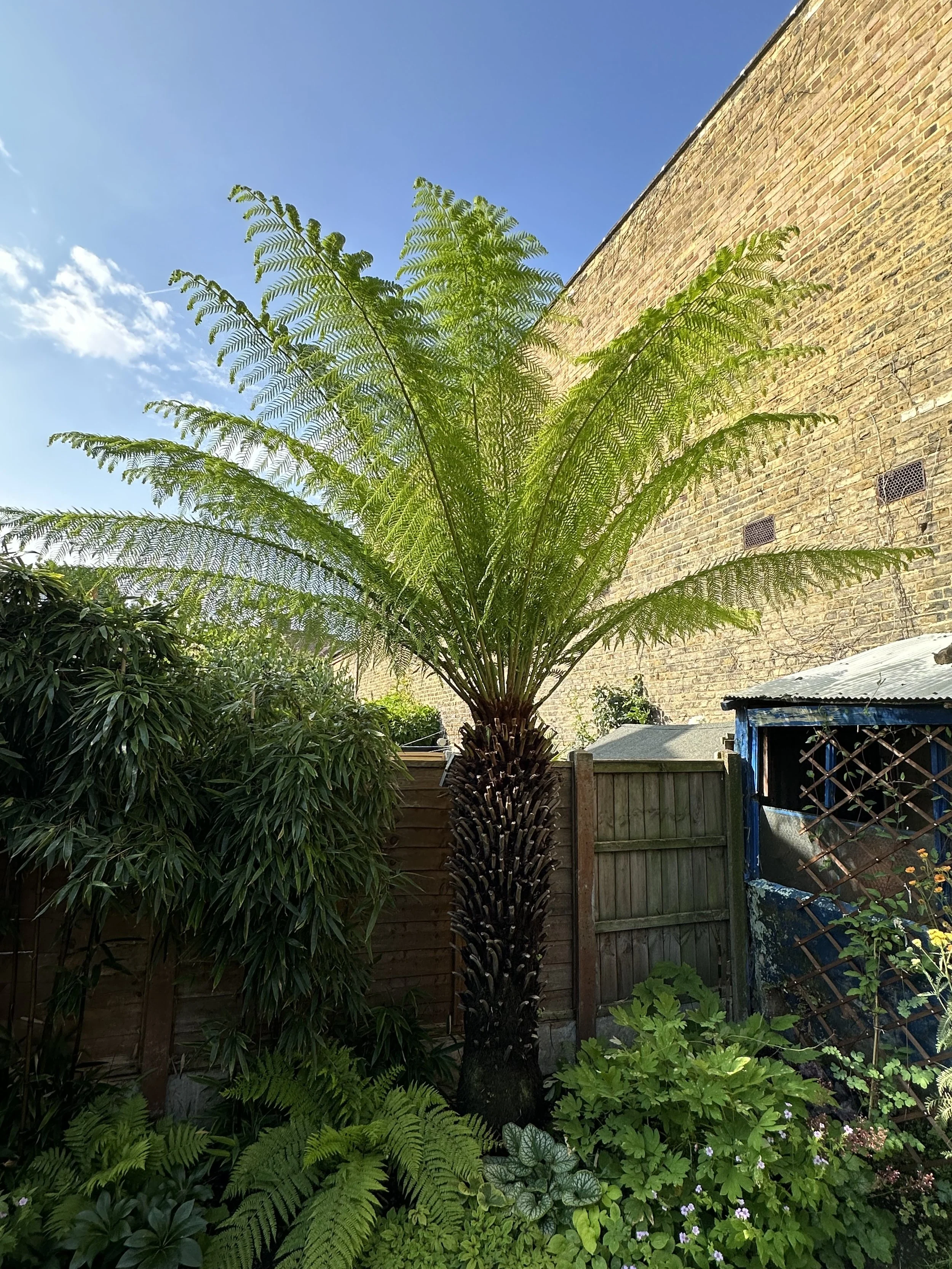 Tree Fern 101 From Planting to Winter Protection — Meadowlark Journal