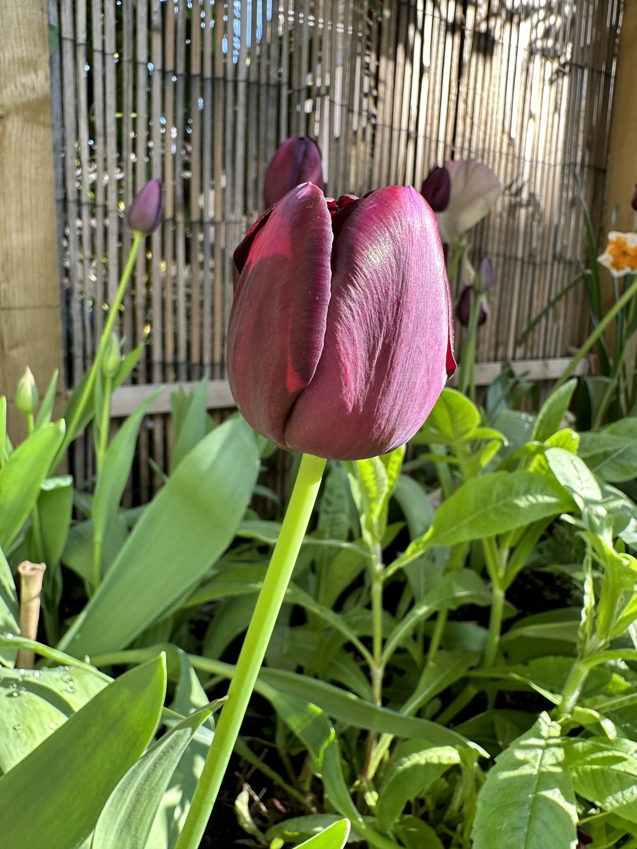 Can I Plant Tulip Bulbs in the Spring?