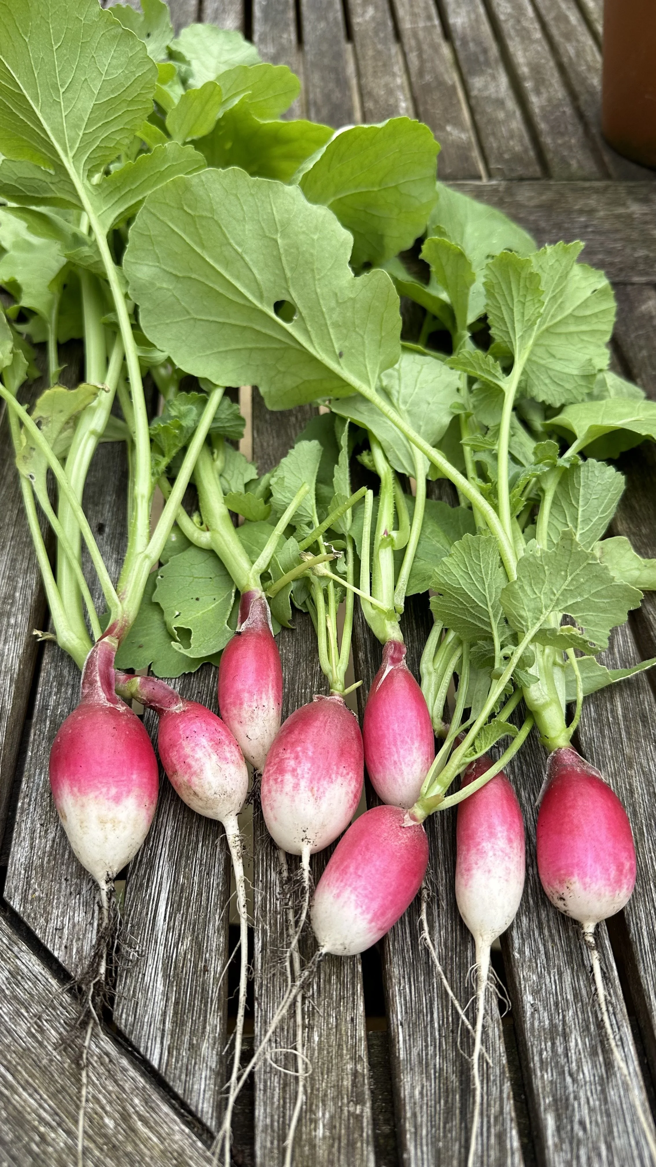 Mastering the Art of Growing Radishes in a Container