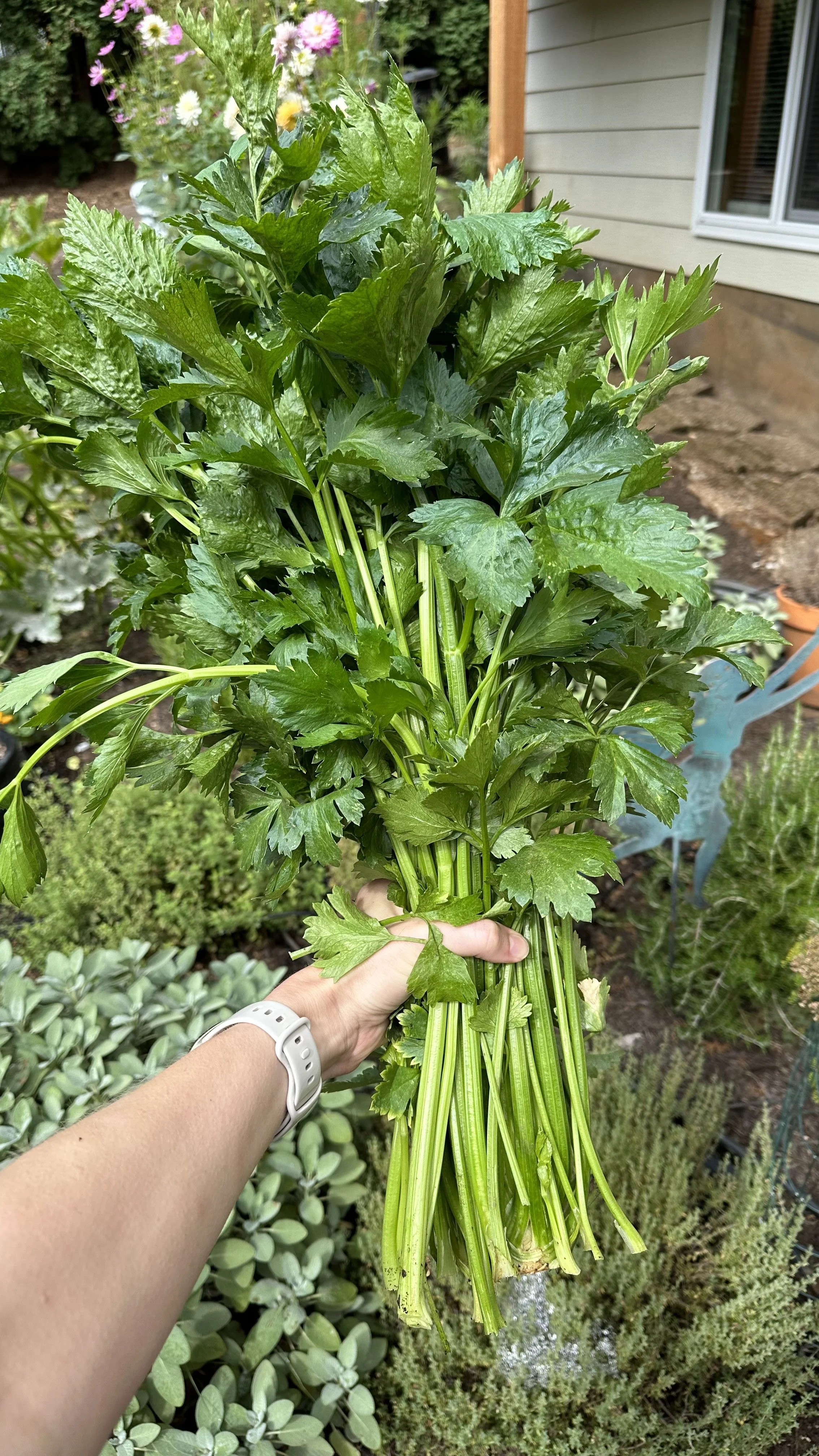 Container-Grown Celery: A Step-by-Step Guide