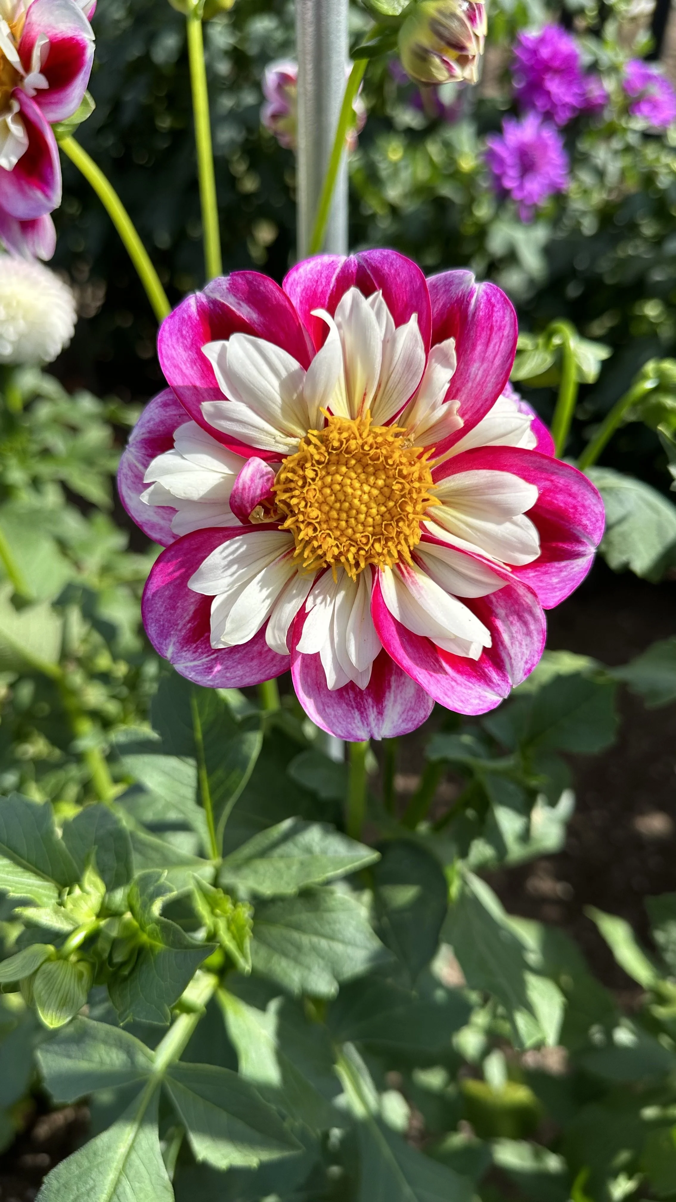 How to Deadhead Dahlias for Stunning Blooms — Meadowlark Journal