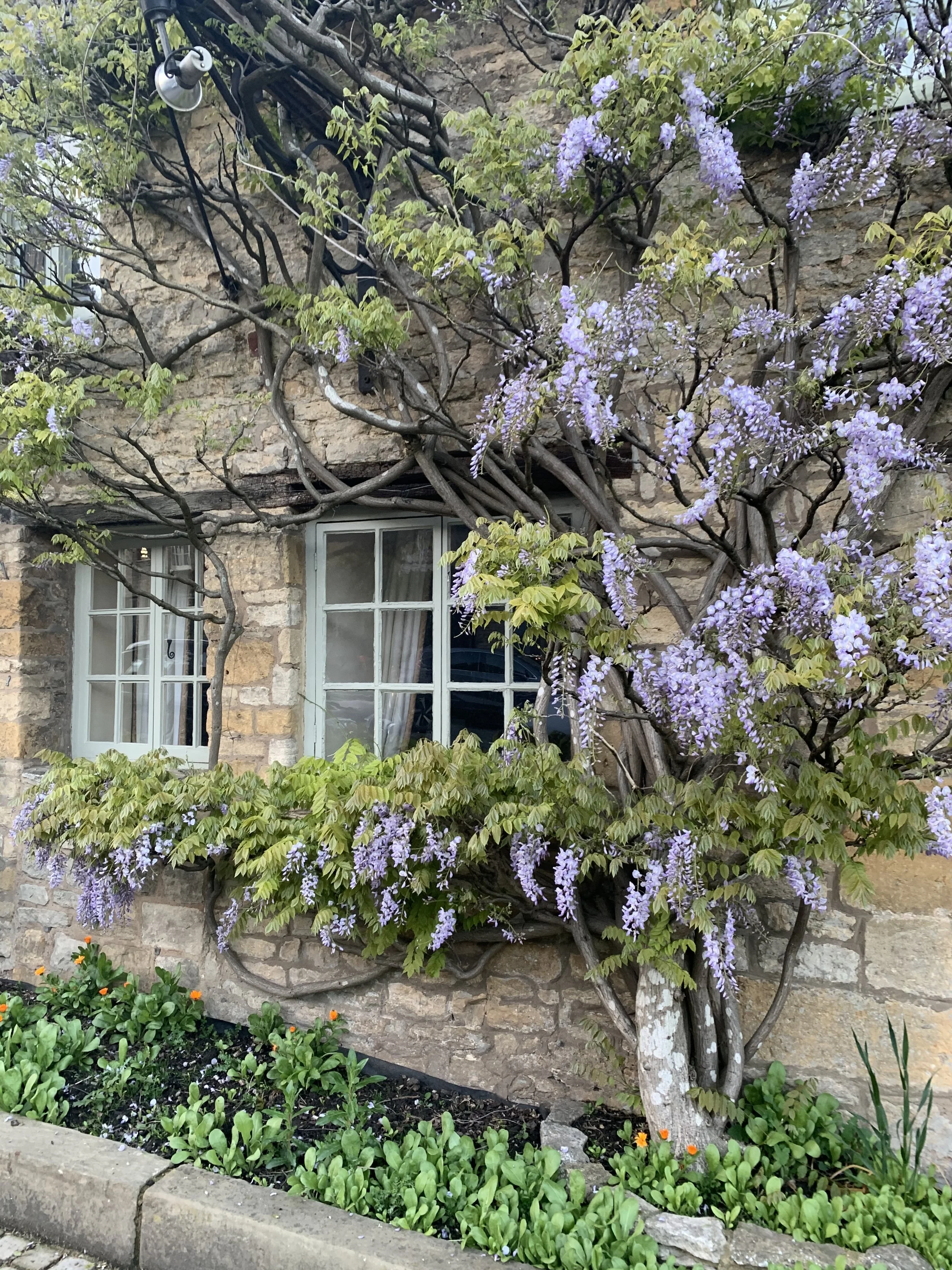 The 10 Best Flowering Vines for Shade